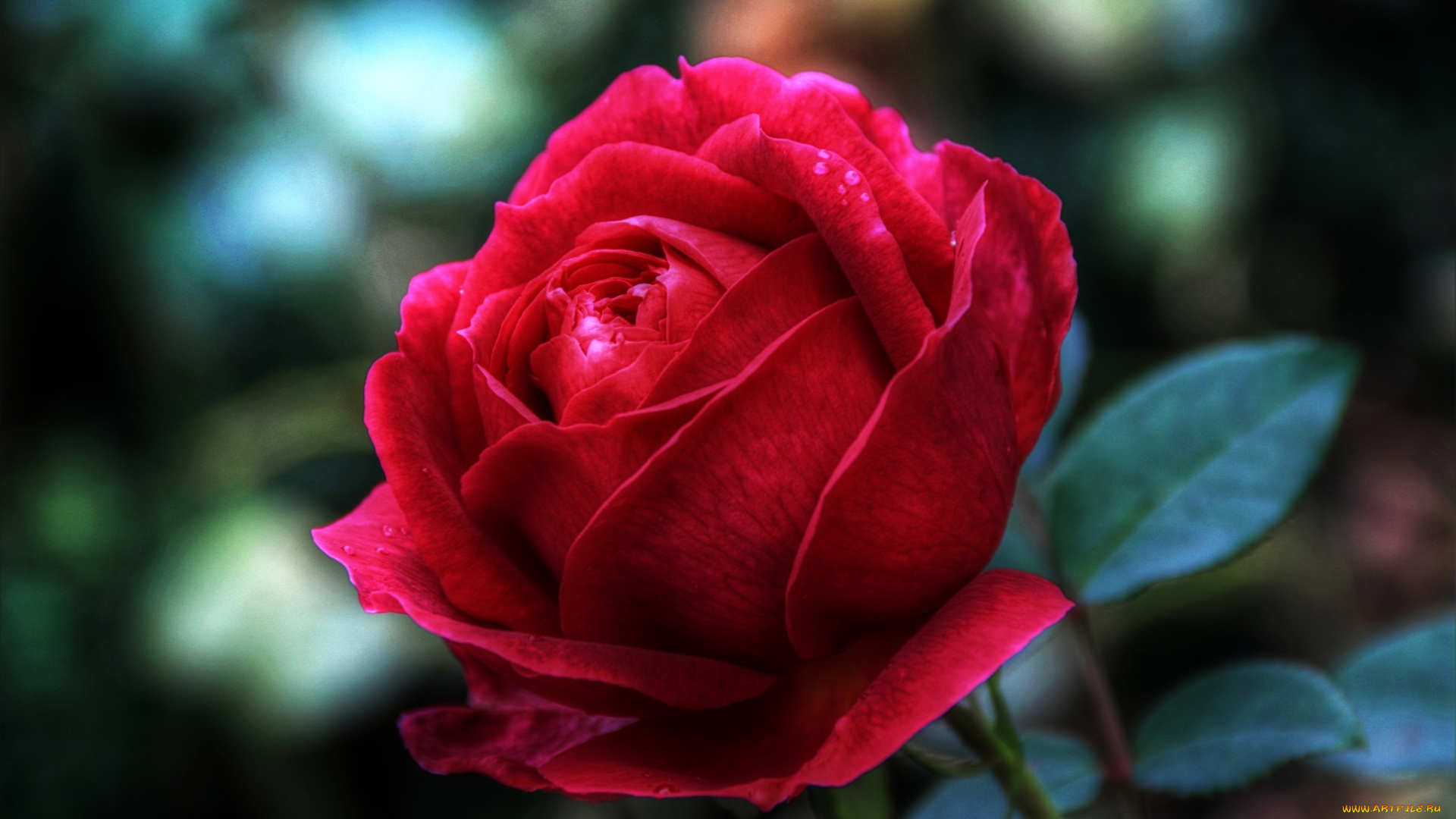 цветы, розы, красный