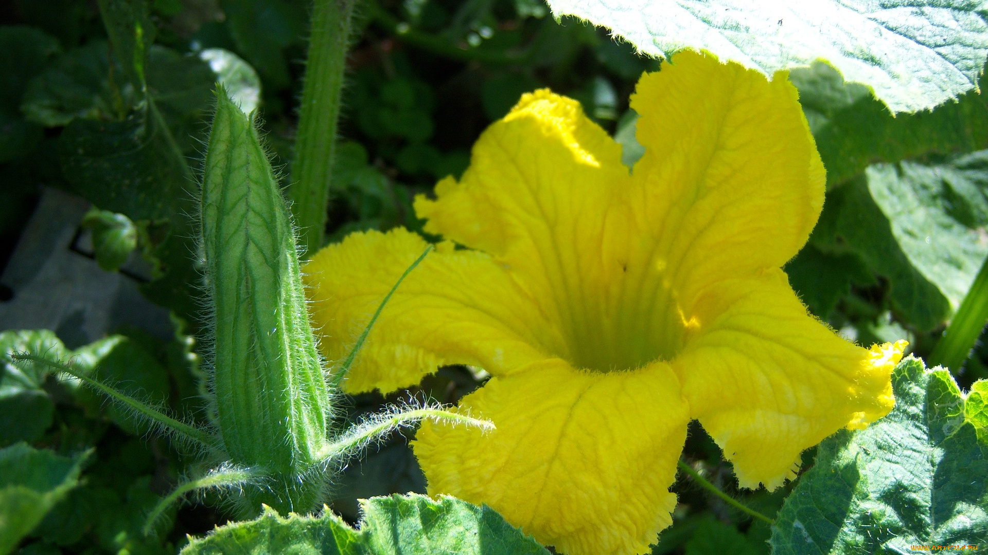 цветы, зелень, солнце, тени, цветок