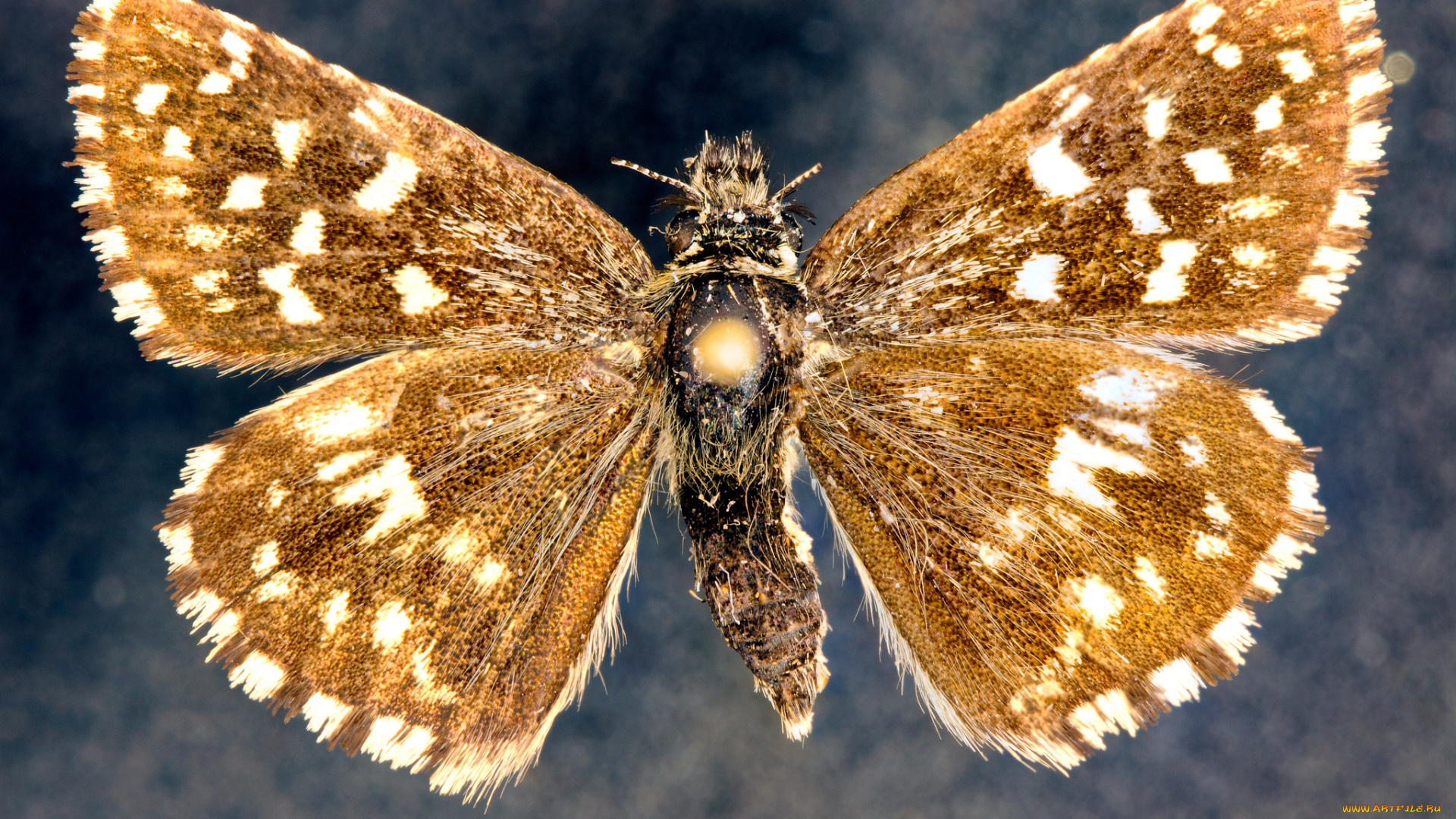 животные, бабочки, бабочка