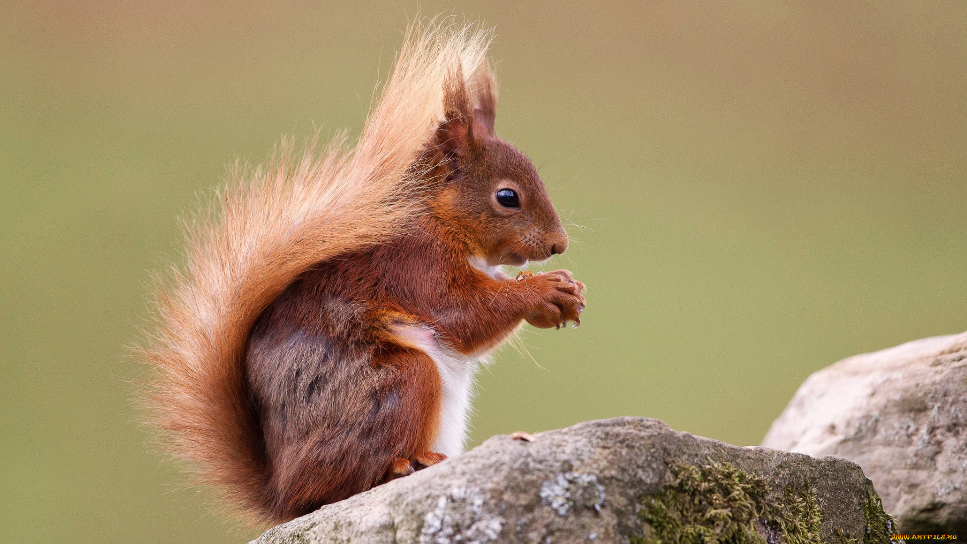 животные, белки, рыжая