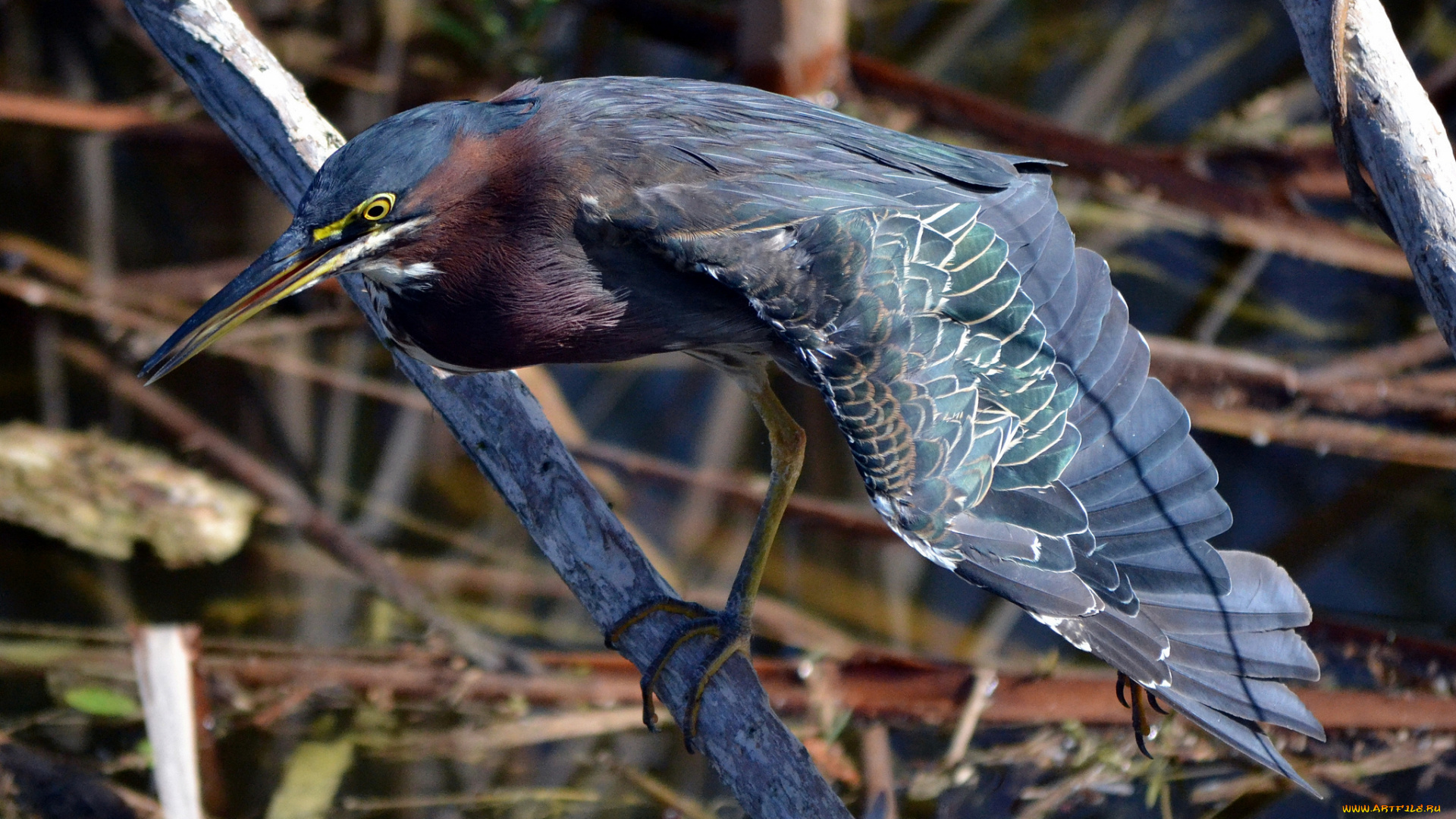 животные, цапли, цапля, стебли, трава, водоем