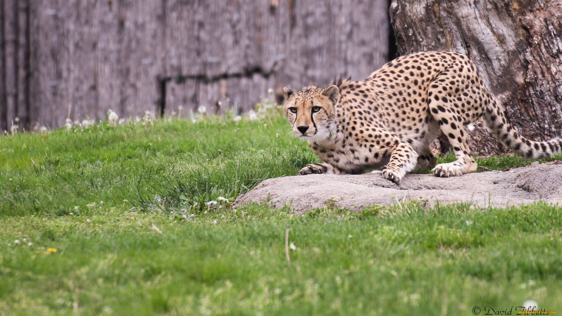 животные, гепарды, готовность, поза, гепард