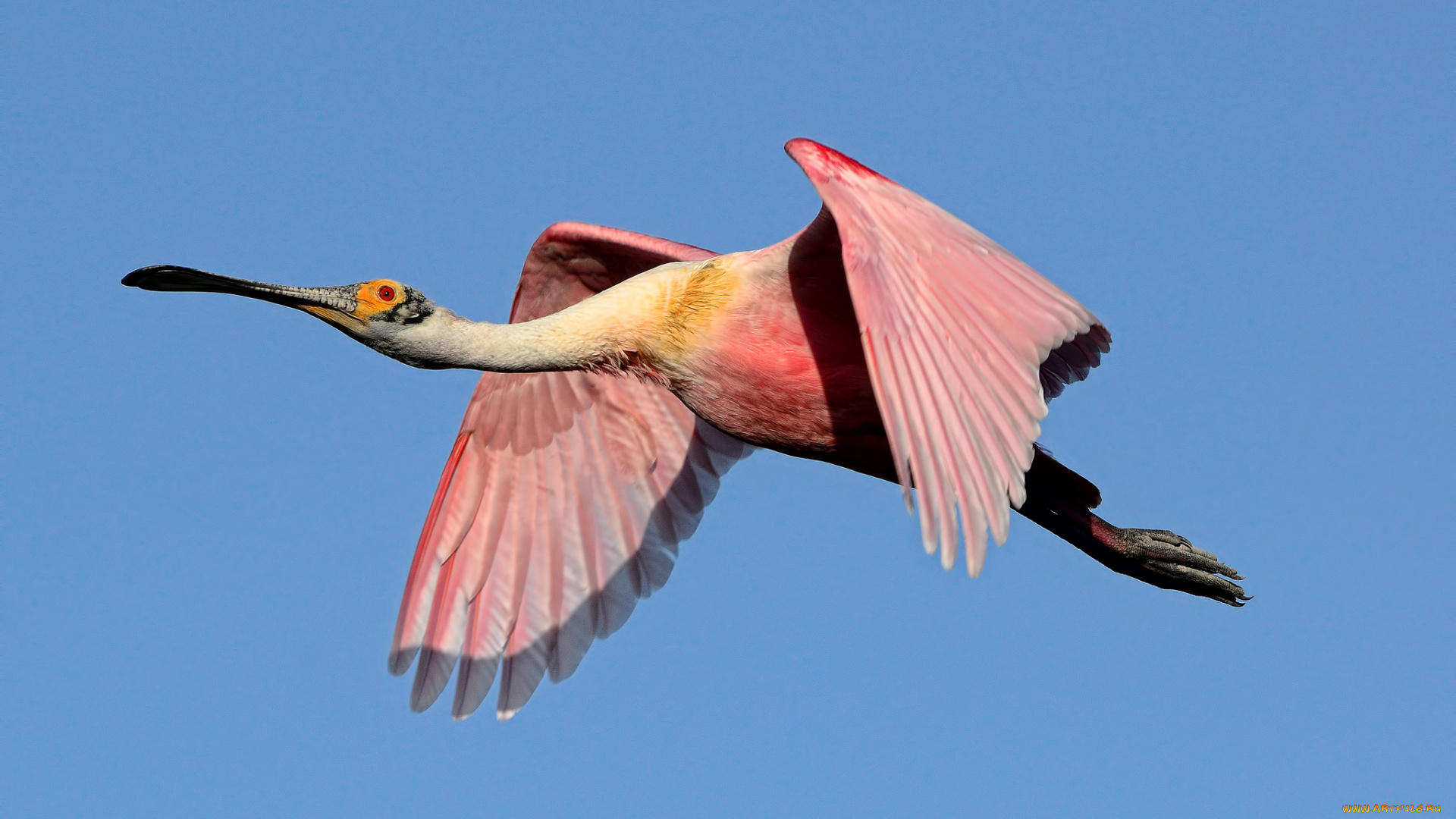 животные, ибисы, , колпицы, размах, крылья, полет