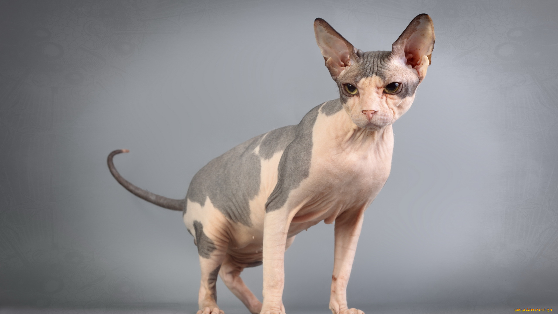 животные, коты, кошка, сфинкс