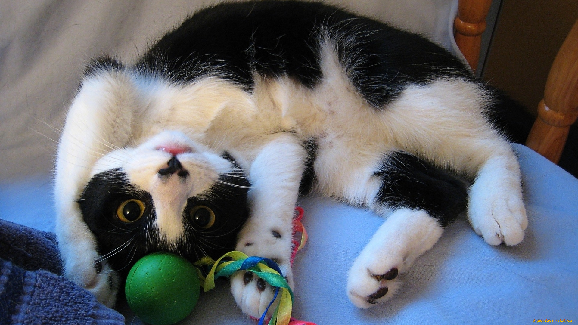 животные, коты, кот