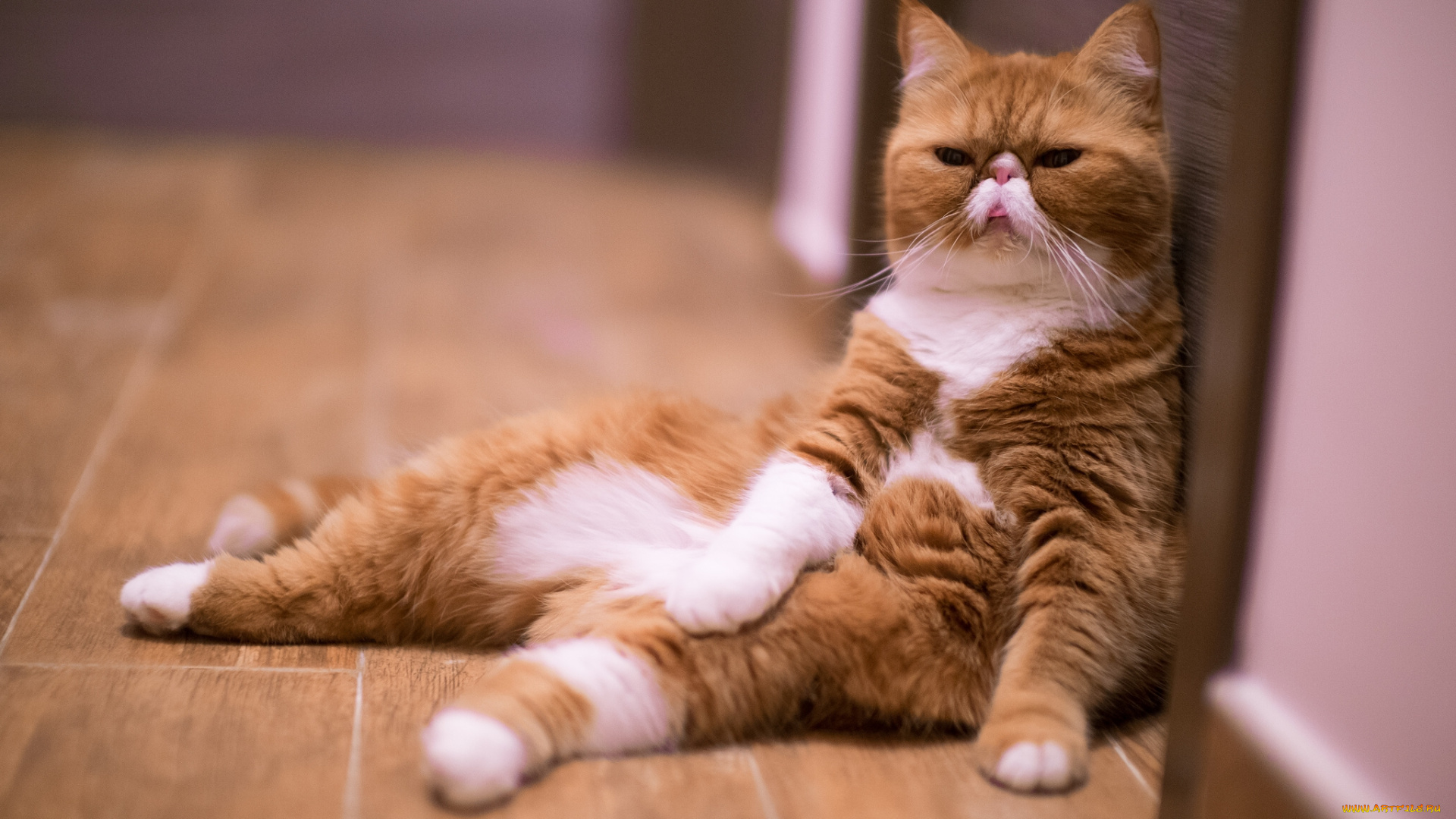 животные, коты, расслабон, котэ