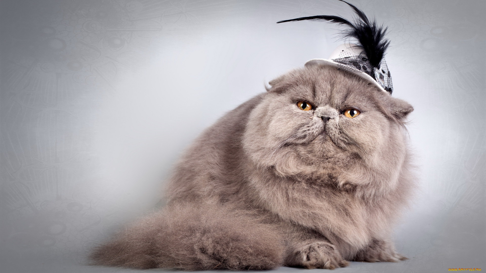 животные, коты, шляпка, пушистая, кошка