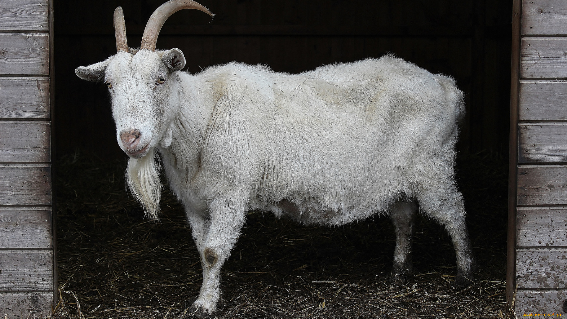 животные, козы, коза, стойло