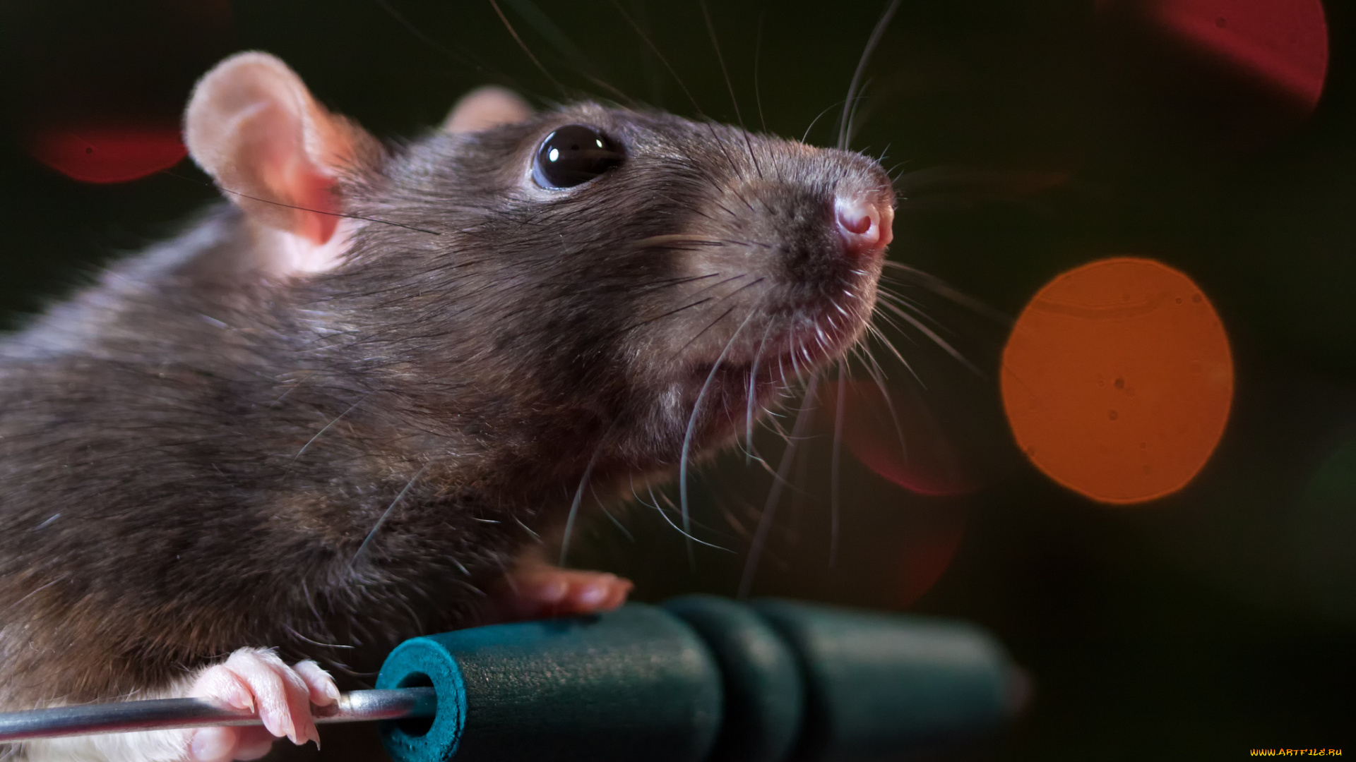 животные, крысы, , мыши, мордочка, крыса, глаза