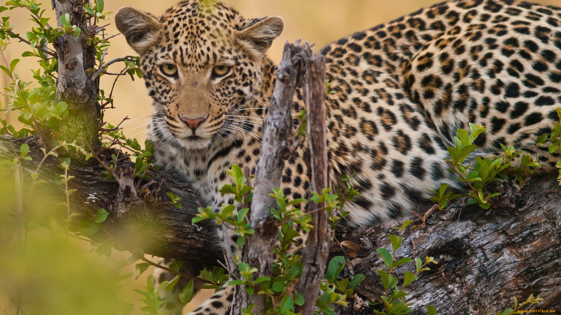 животные, леопарды, леопард, морда