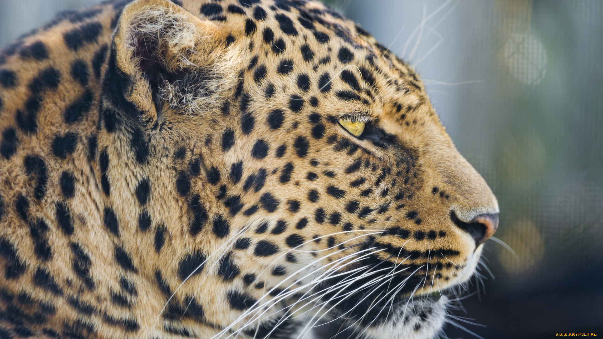 животные, леопарды, леопард, морда, профиль