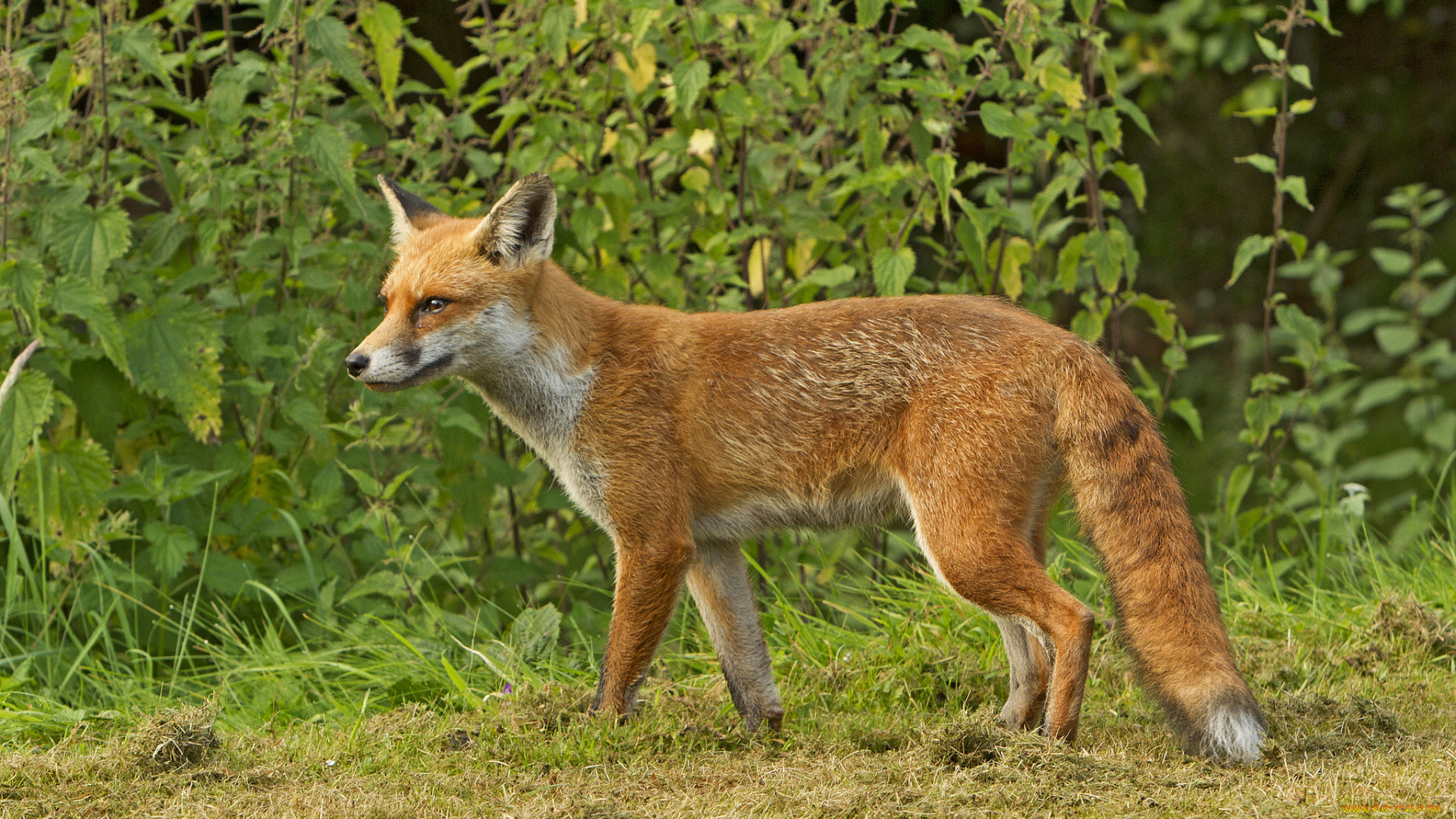 животные, лисы, лисичка, опушка, лес
