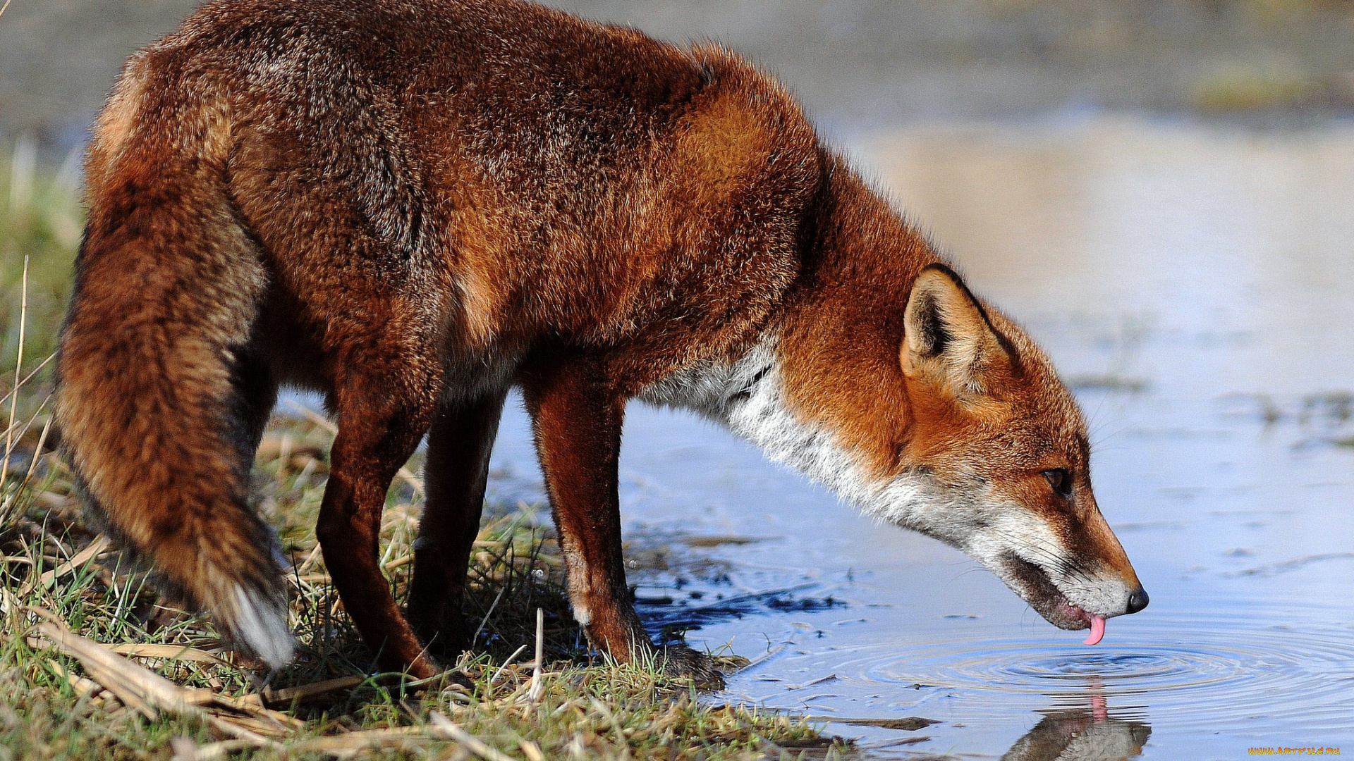 животные, лисы, водопой, река, лиса