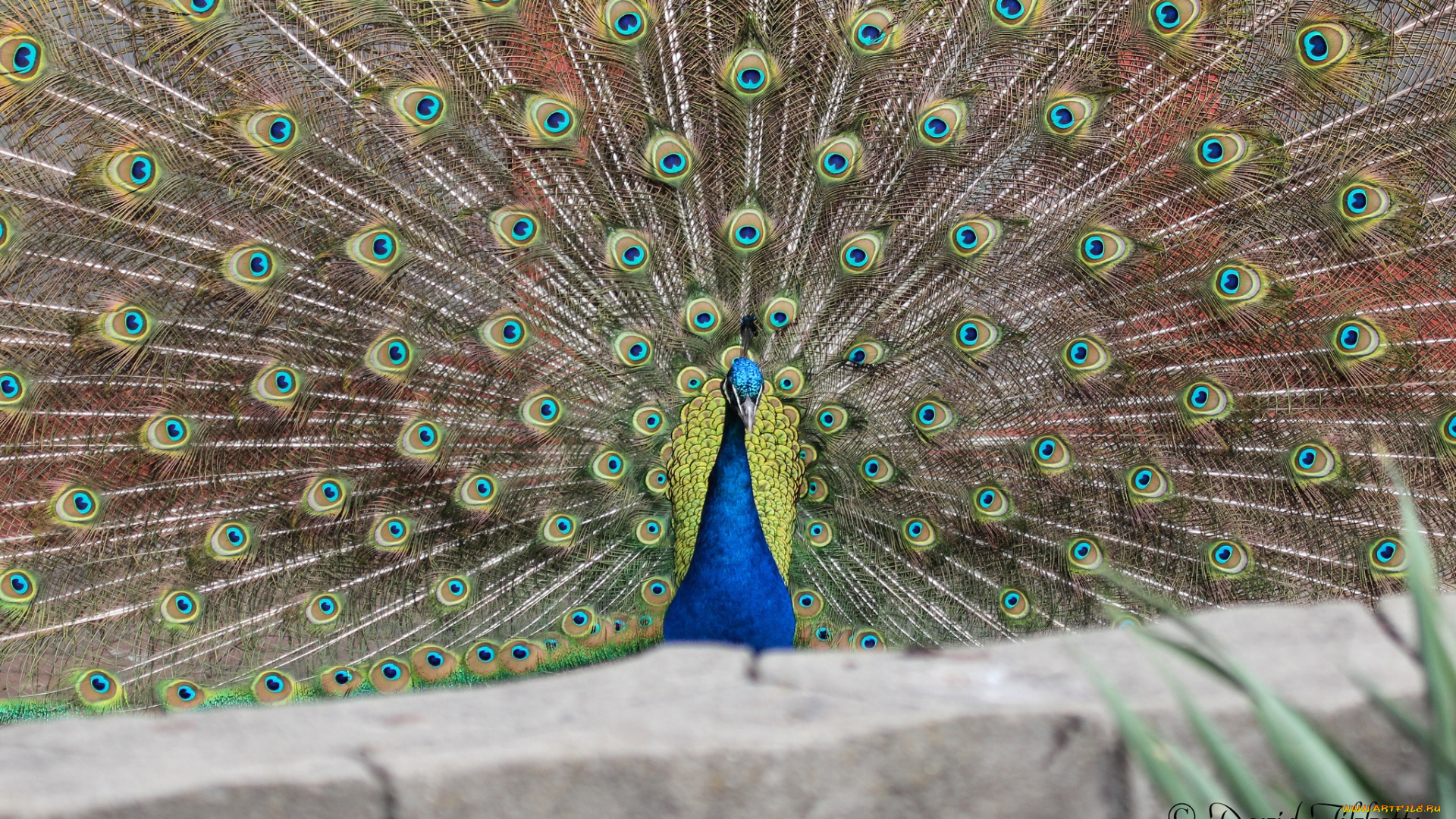 животные, павлины, перья, хвост, павлин