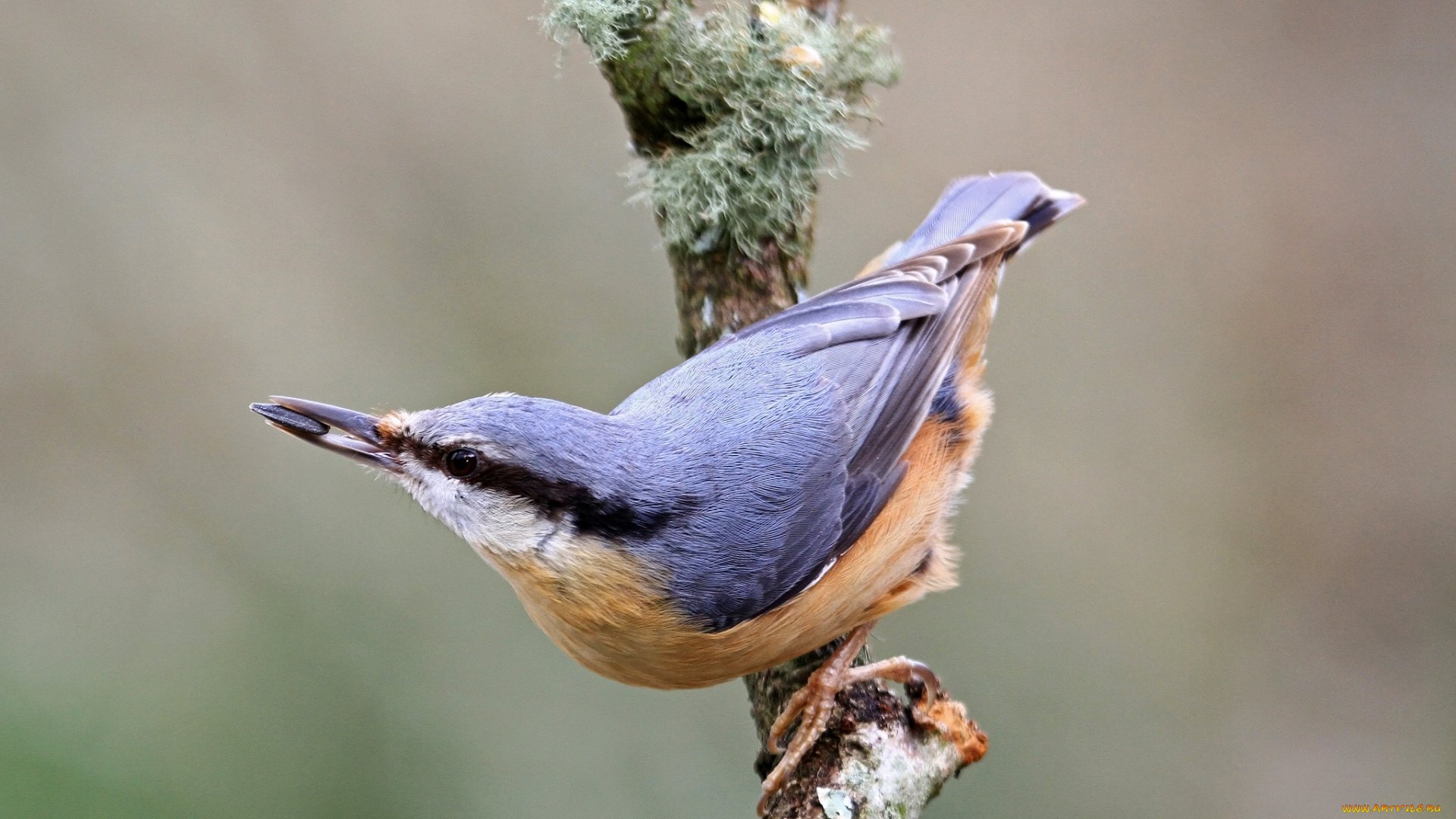 животные, поползни, поползень, ветка