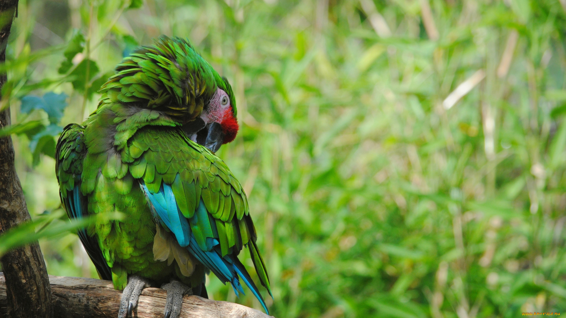 животные, попугаи, зеленый, попугай