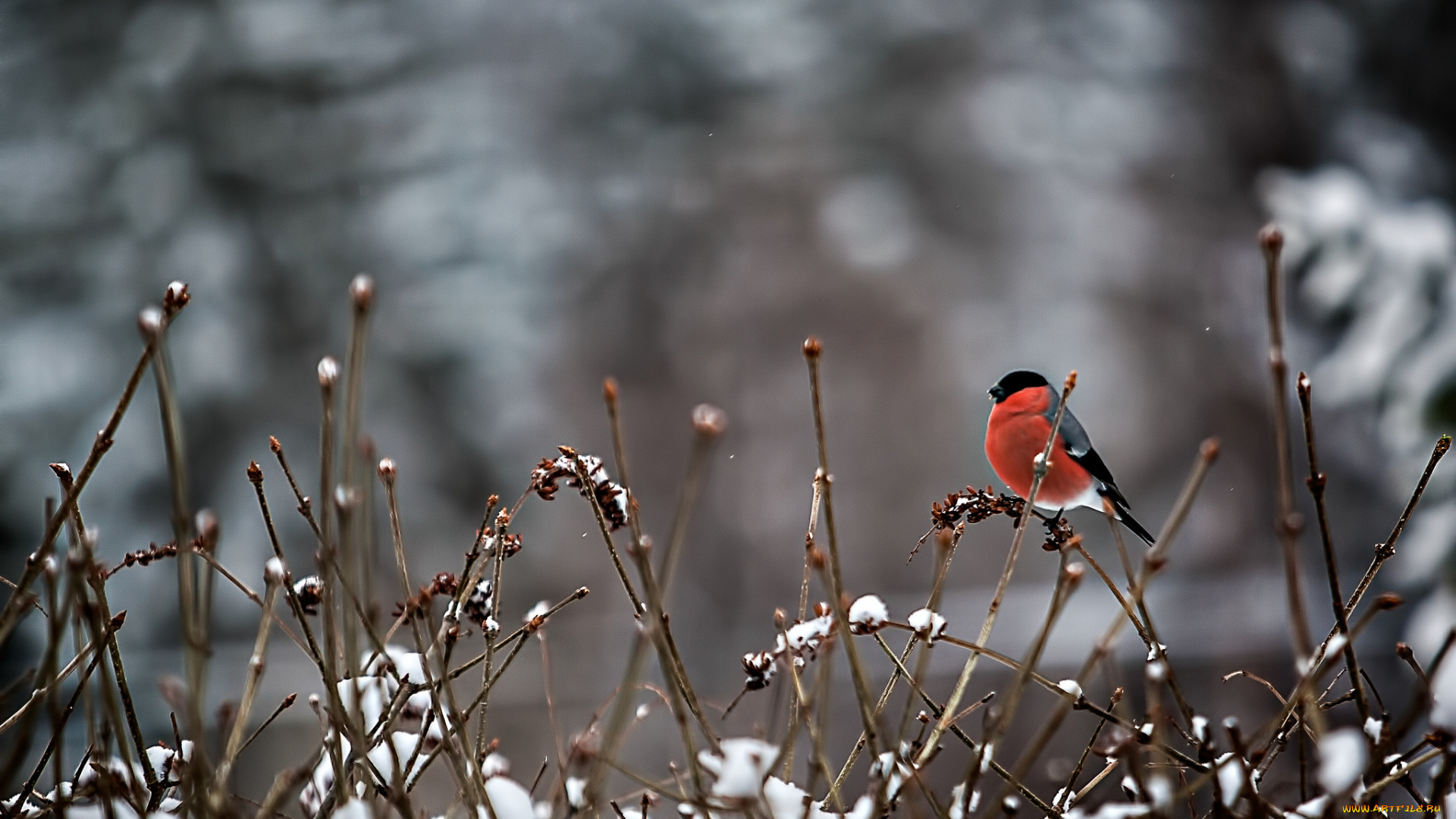 животные, снегири, снегирь, снег, ветки, птица