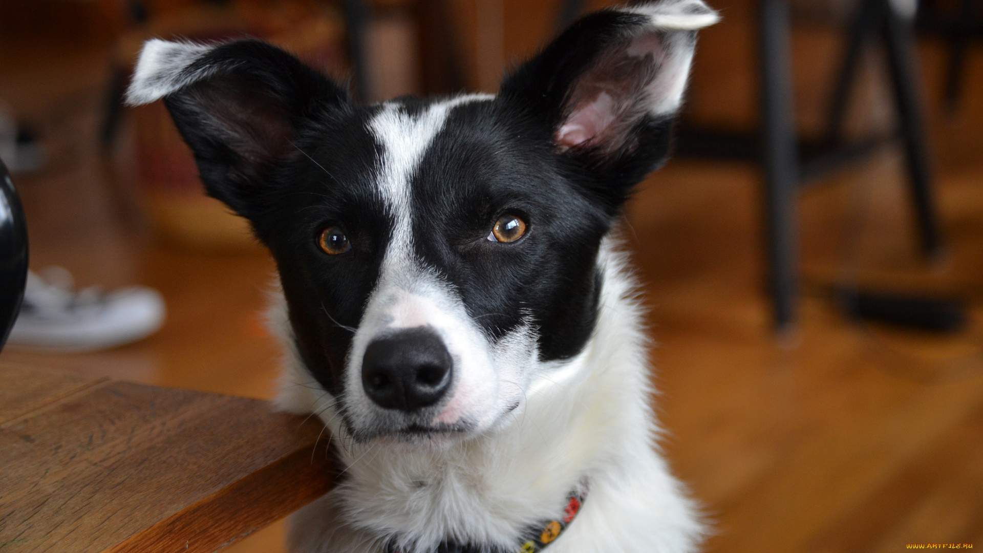 животные, собаки, взгляд, морда, собака