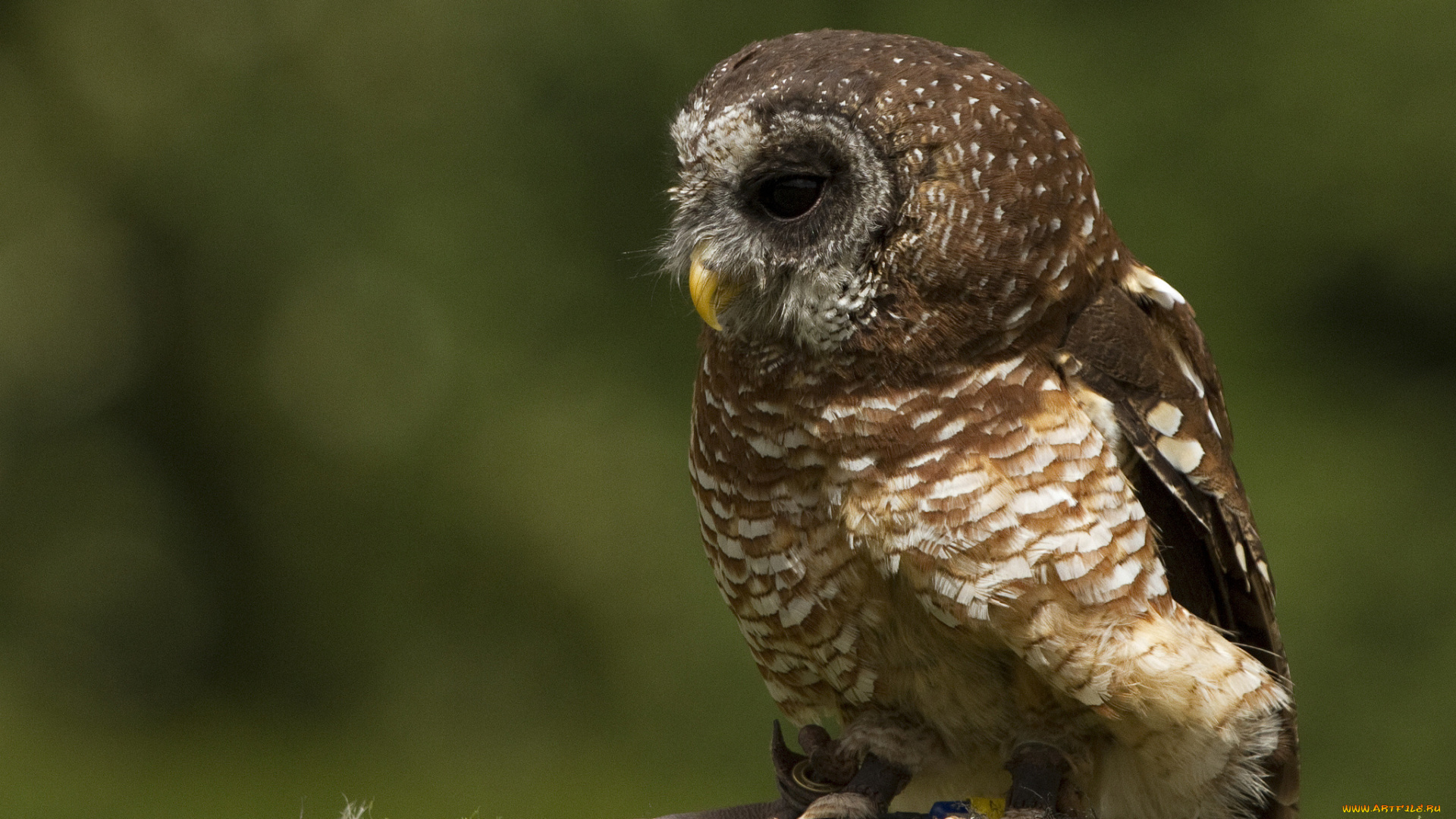 животные, совы, мох, сова