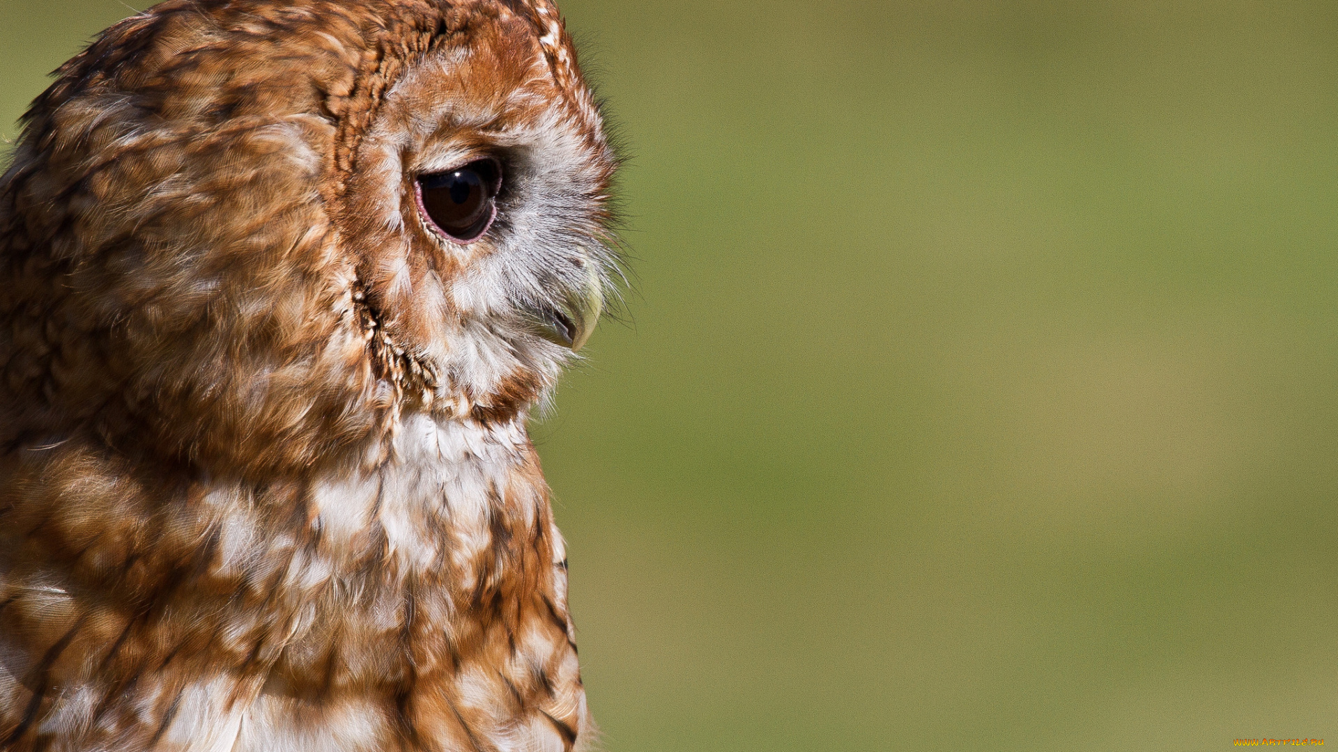 животные, совы, птица, сова, профиль, фон