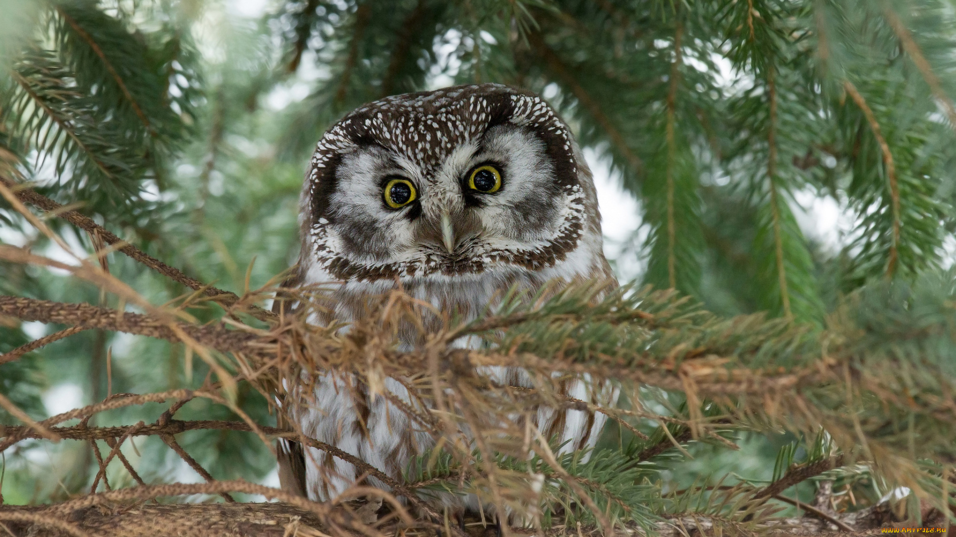 животные, совы, сова, хвоя, ветки, ель