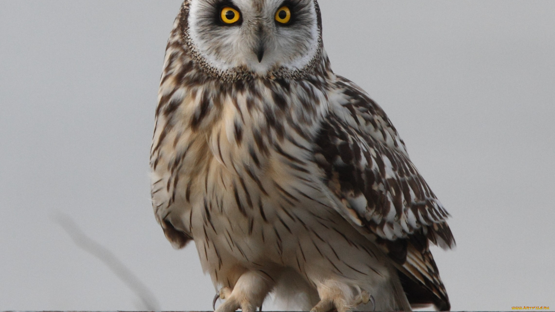 животные, совы, взгляд, сова, труба