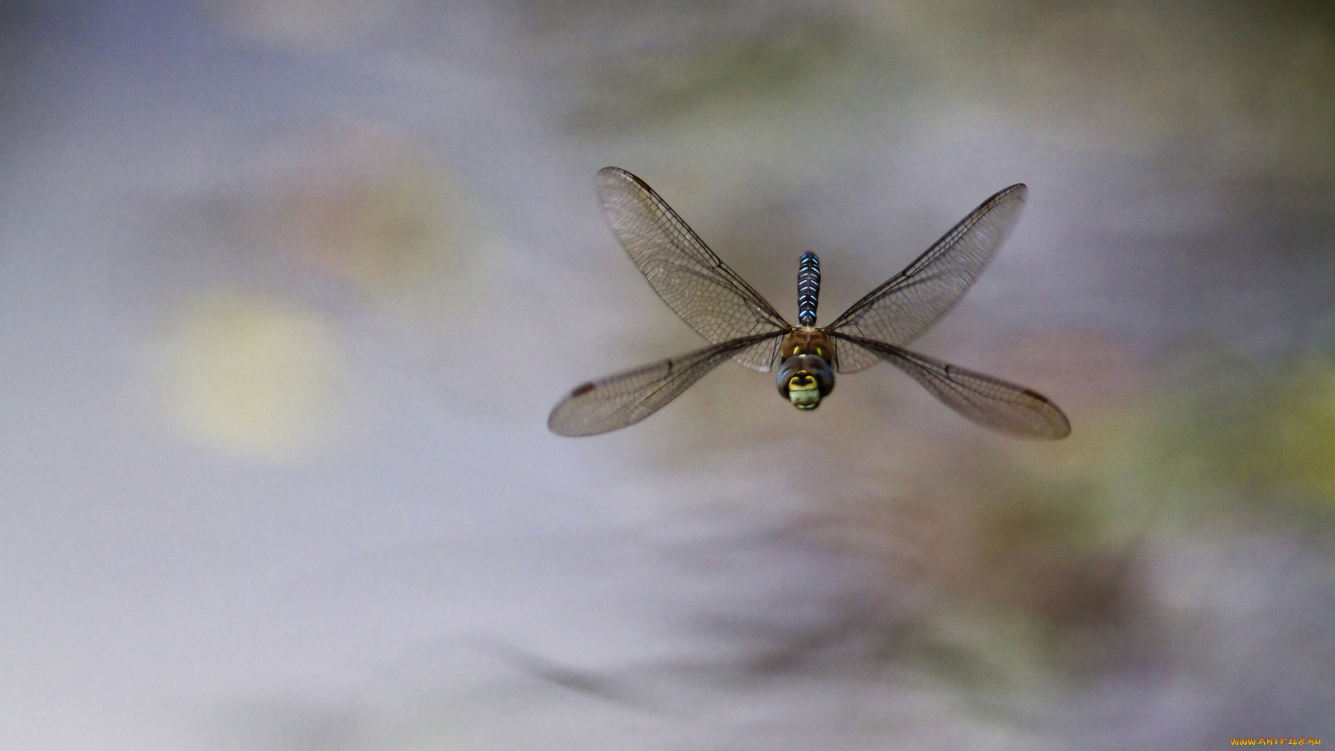 животные, стрекозы, насекомое, стрекоза