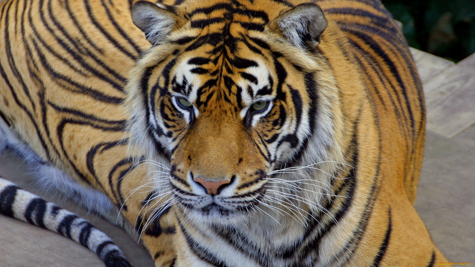 животные, тигры, морда, лежит, тигр