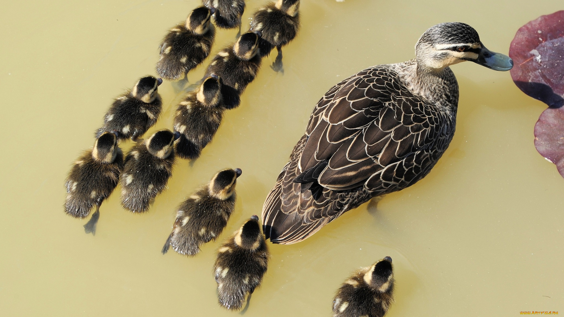 животные, утки, птенцы, утка, вода