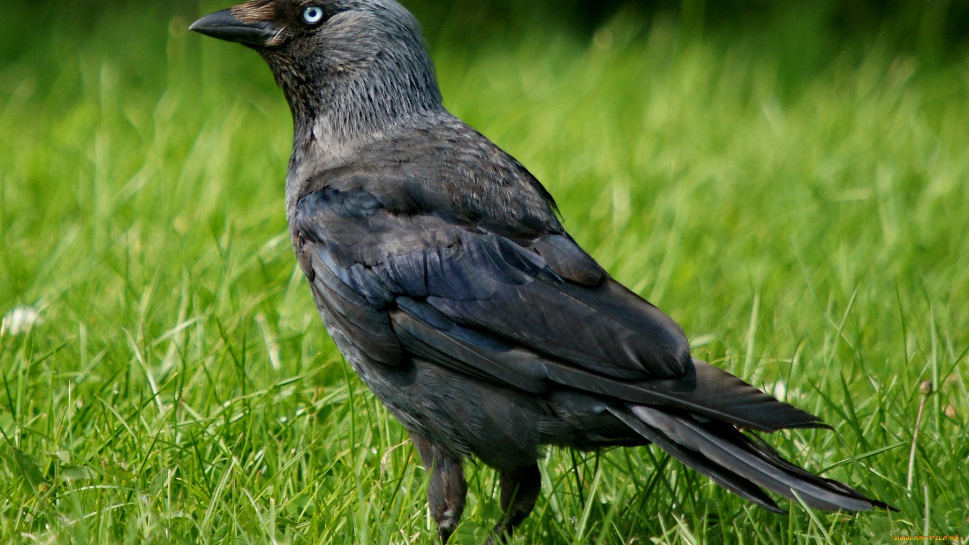 животные, вороны, , грачи, , галки, трава, луг, галка