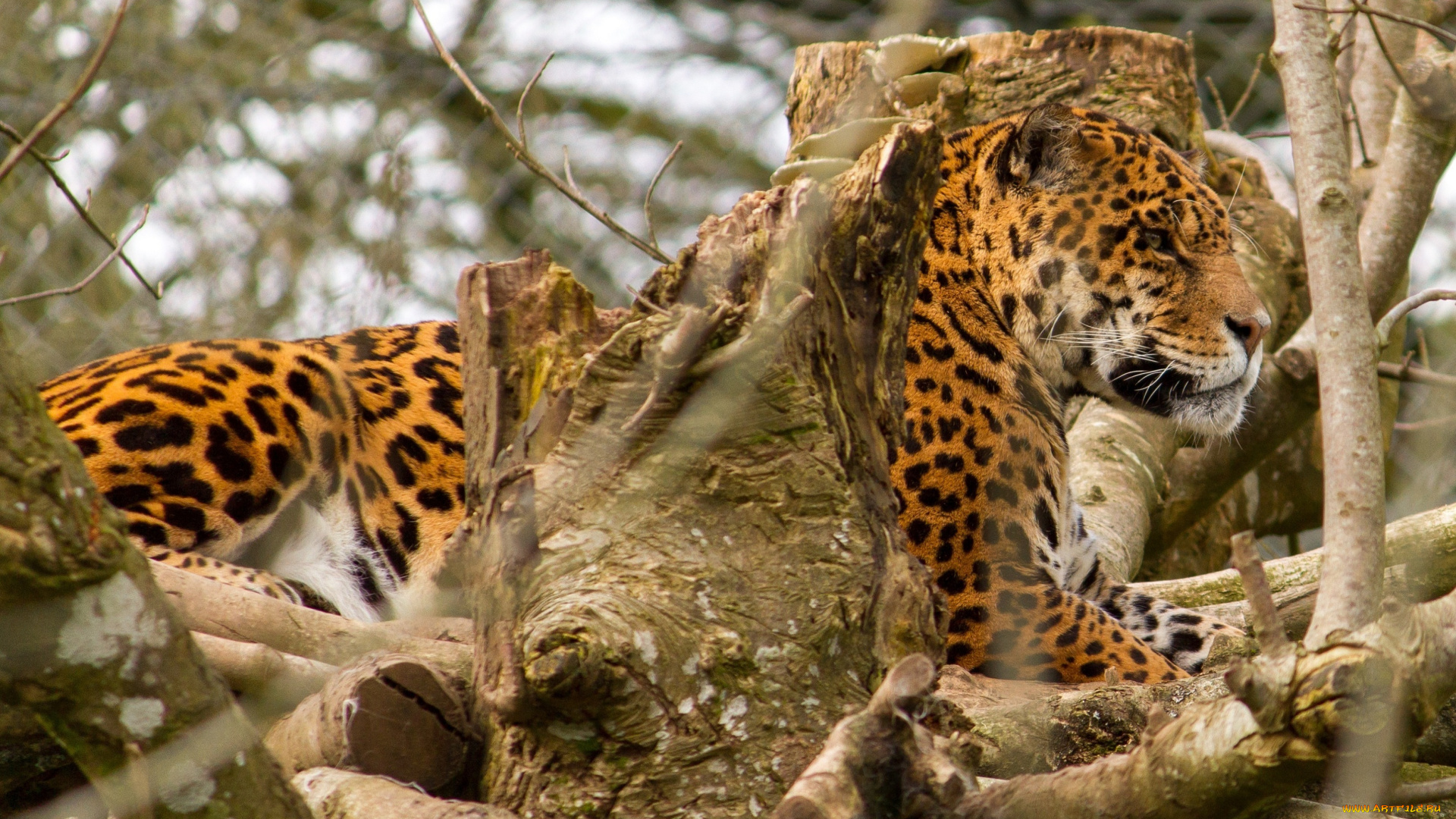 животные, Ягуары, ветки, профиль, отдых, ягуар