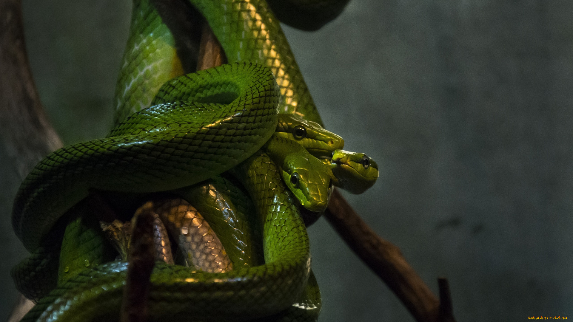 животные, змеи, , питоны, , кобры, зеленые, трио