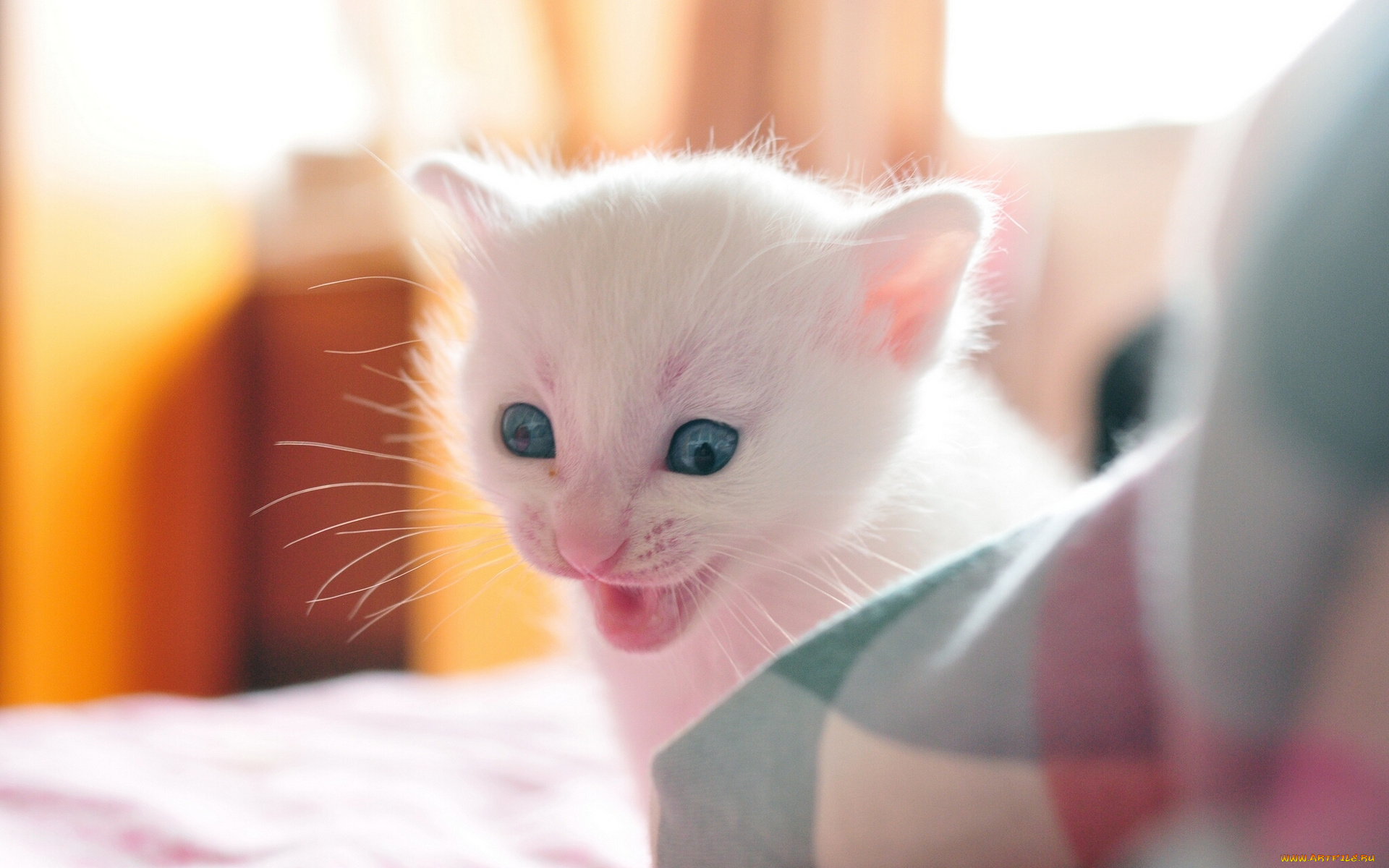 животные, коты, котёнок, малыш