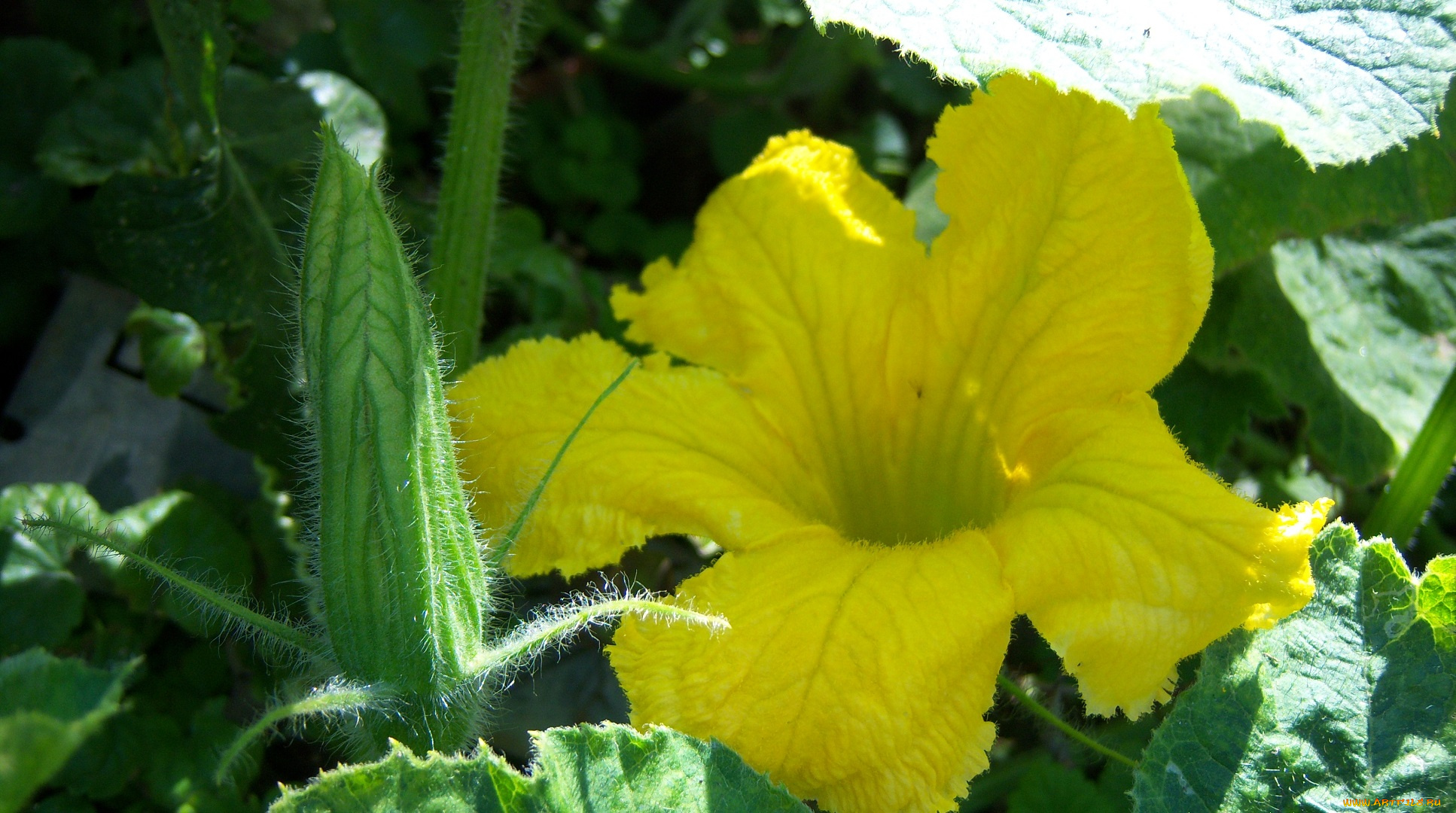 цветы, зелень, солнце, тени, цветок