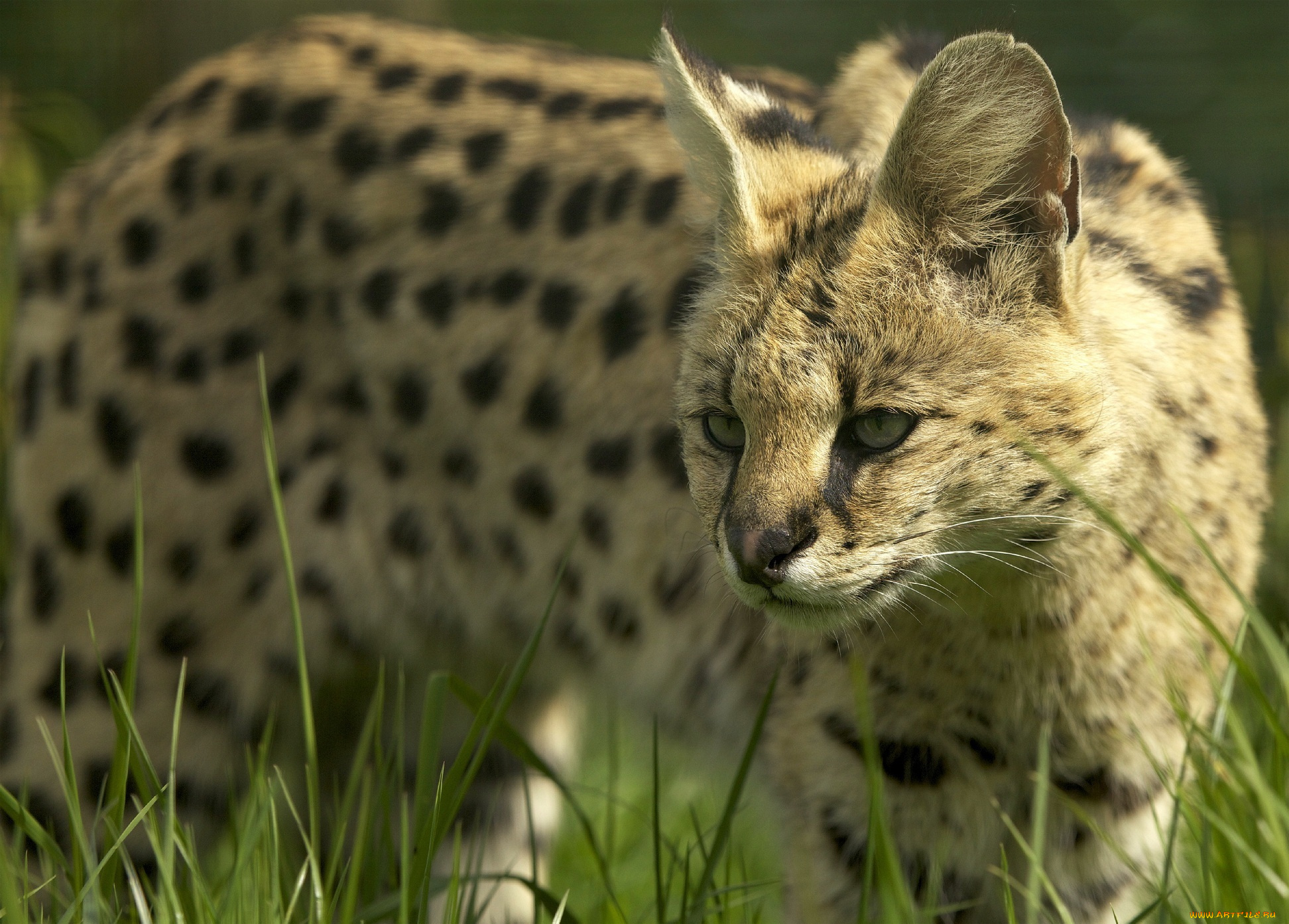 ©, ania, jones, животные, сервалы, кустарниковая, кошка, сервал, морда