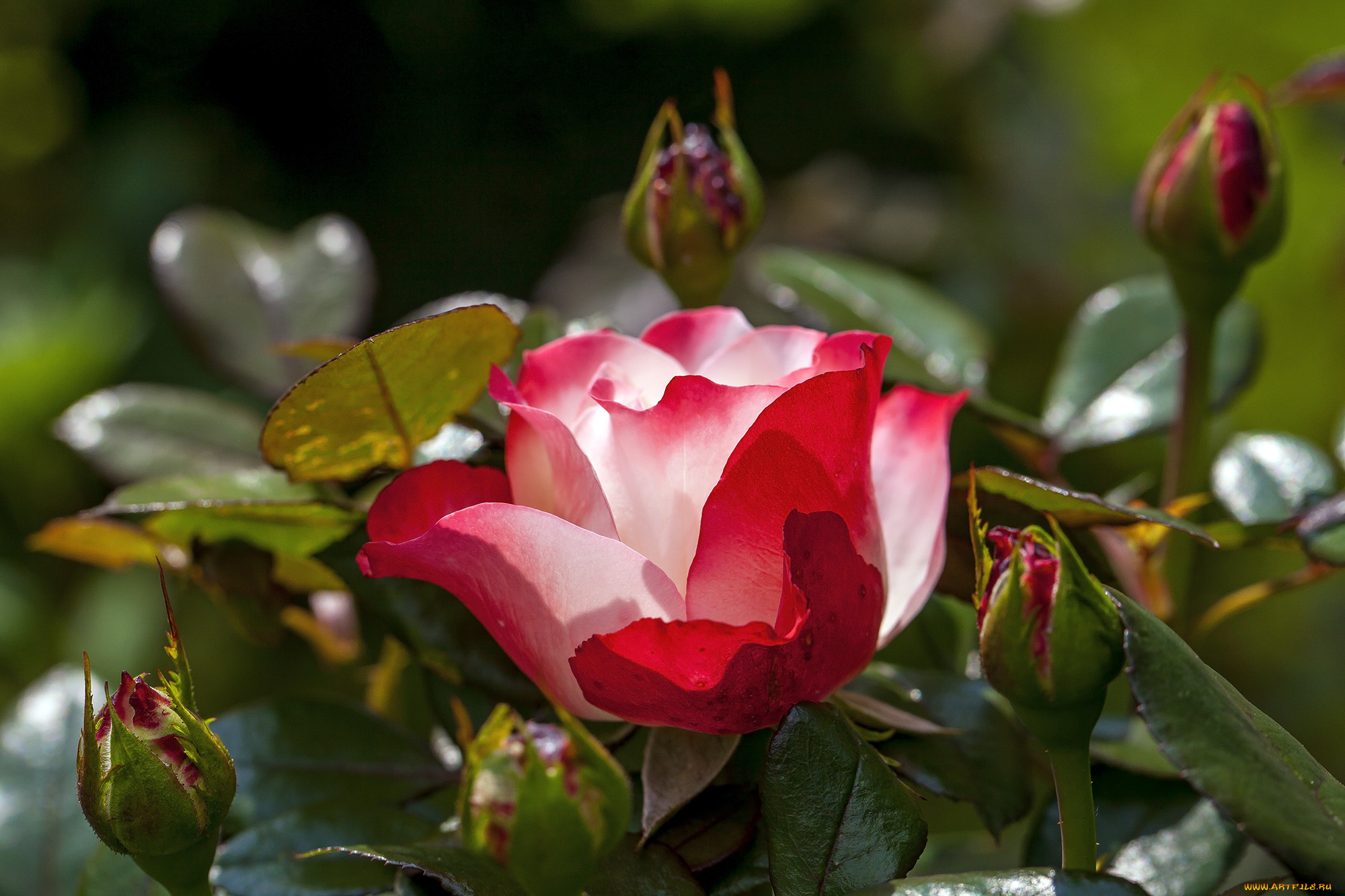 цветы, розы, бутон