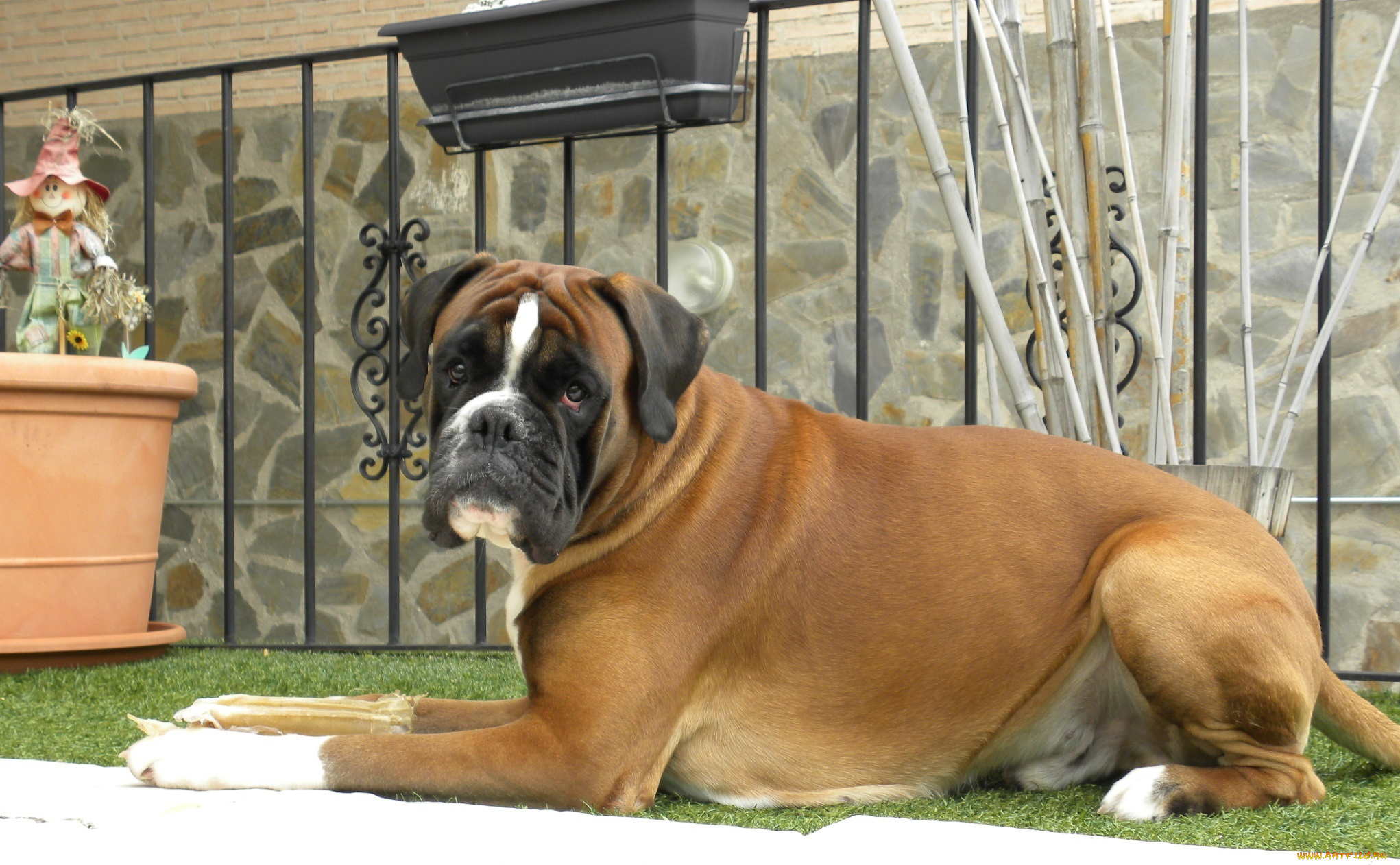 животные, собаки, бульдог, газон