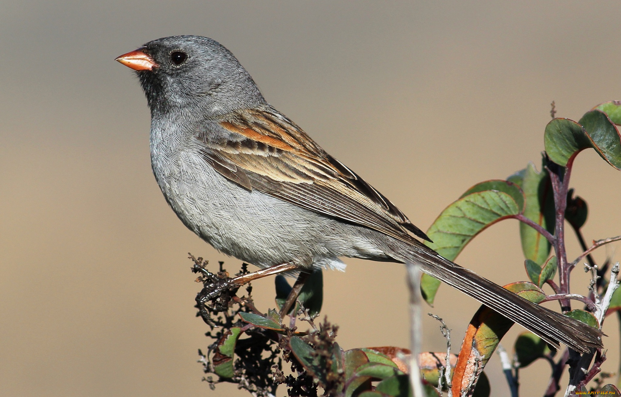 животные, птицы, ветка, птичка