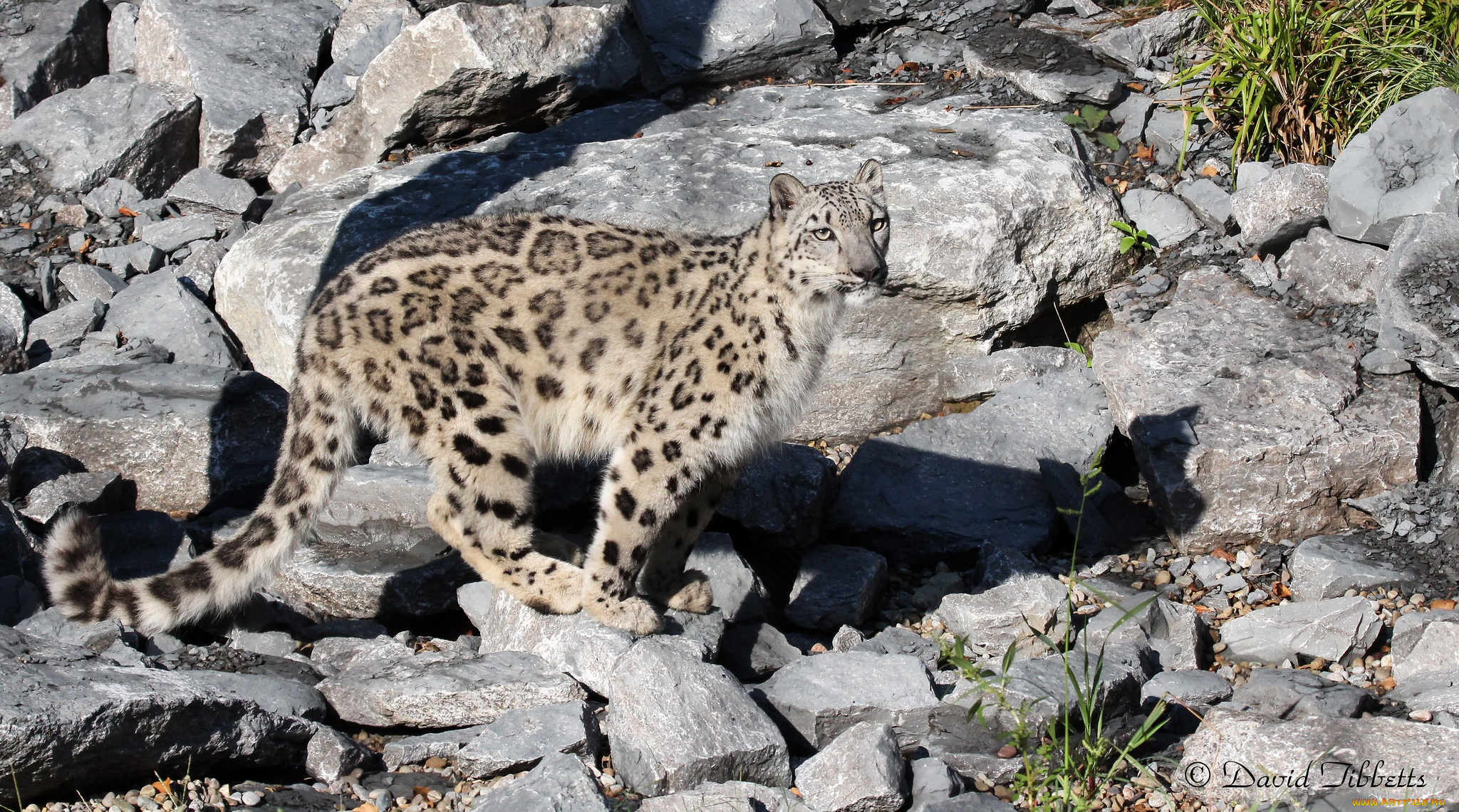 животные, снежный, барс, , ирбис, поза, барс