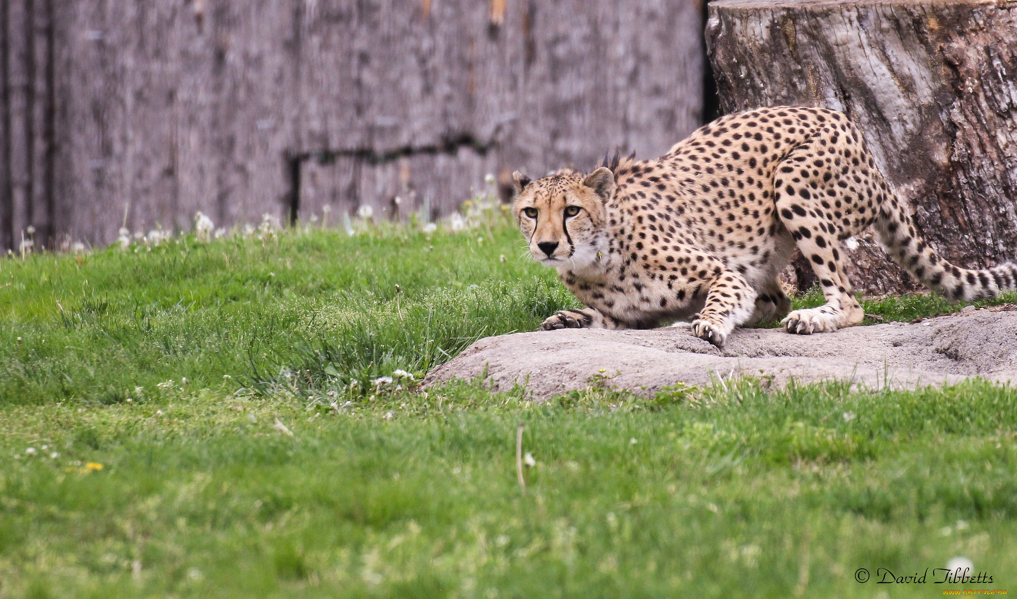 животные, гепарды, готовность, поза, гепард