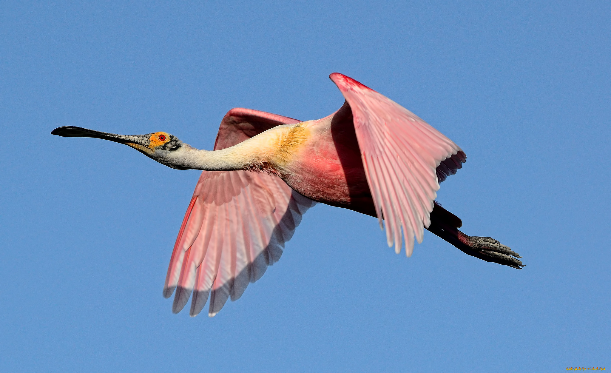 животные, ибисы, , колпицы, размах, крылья, полет