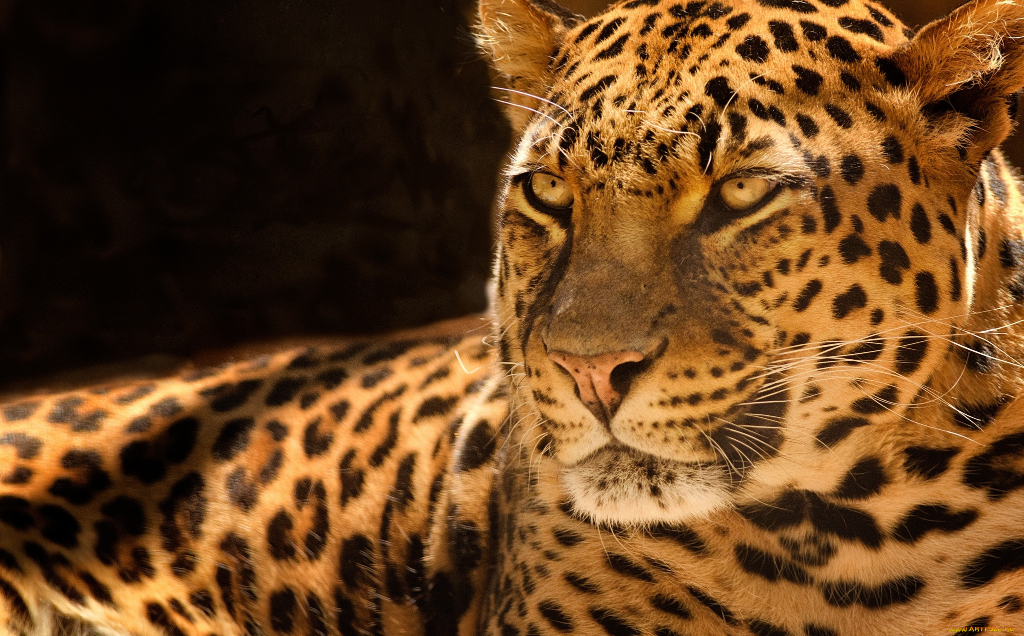 животные, леопарды, хищник