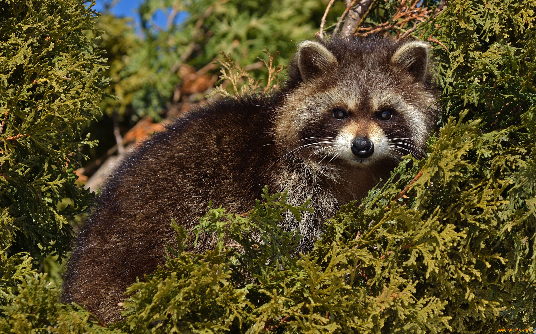 животные, еноты, енот, ветки