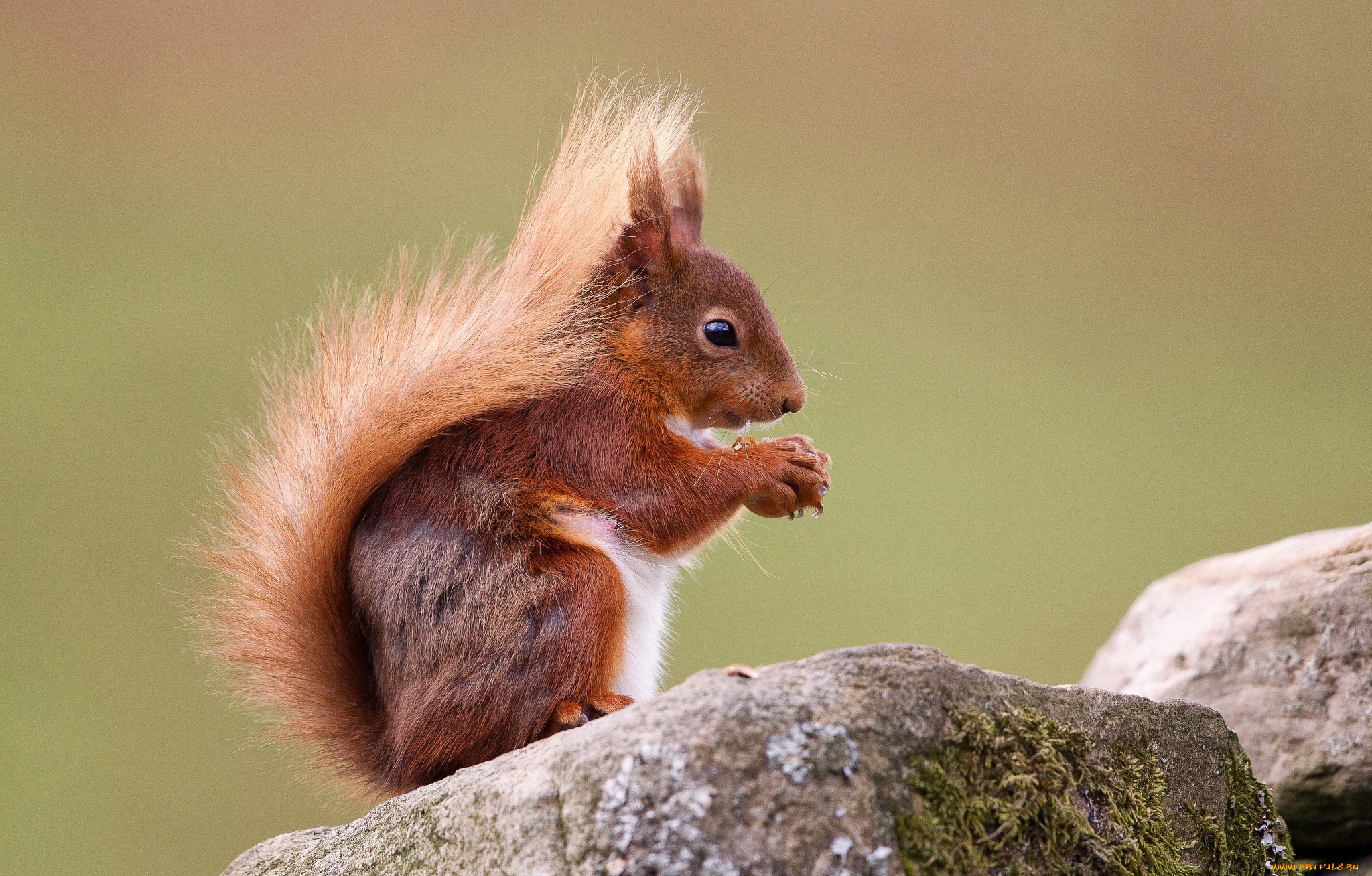 животные, белки, рыжая