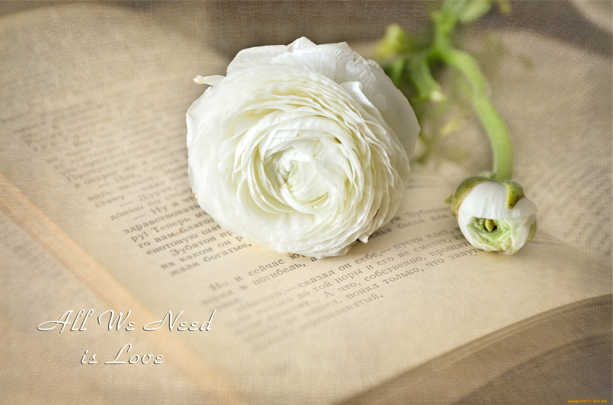 цветы, ранункулюс, , азиатский, лютик, лютик, книга