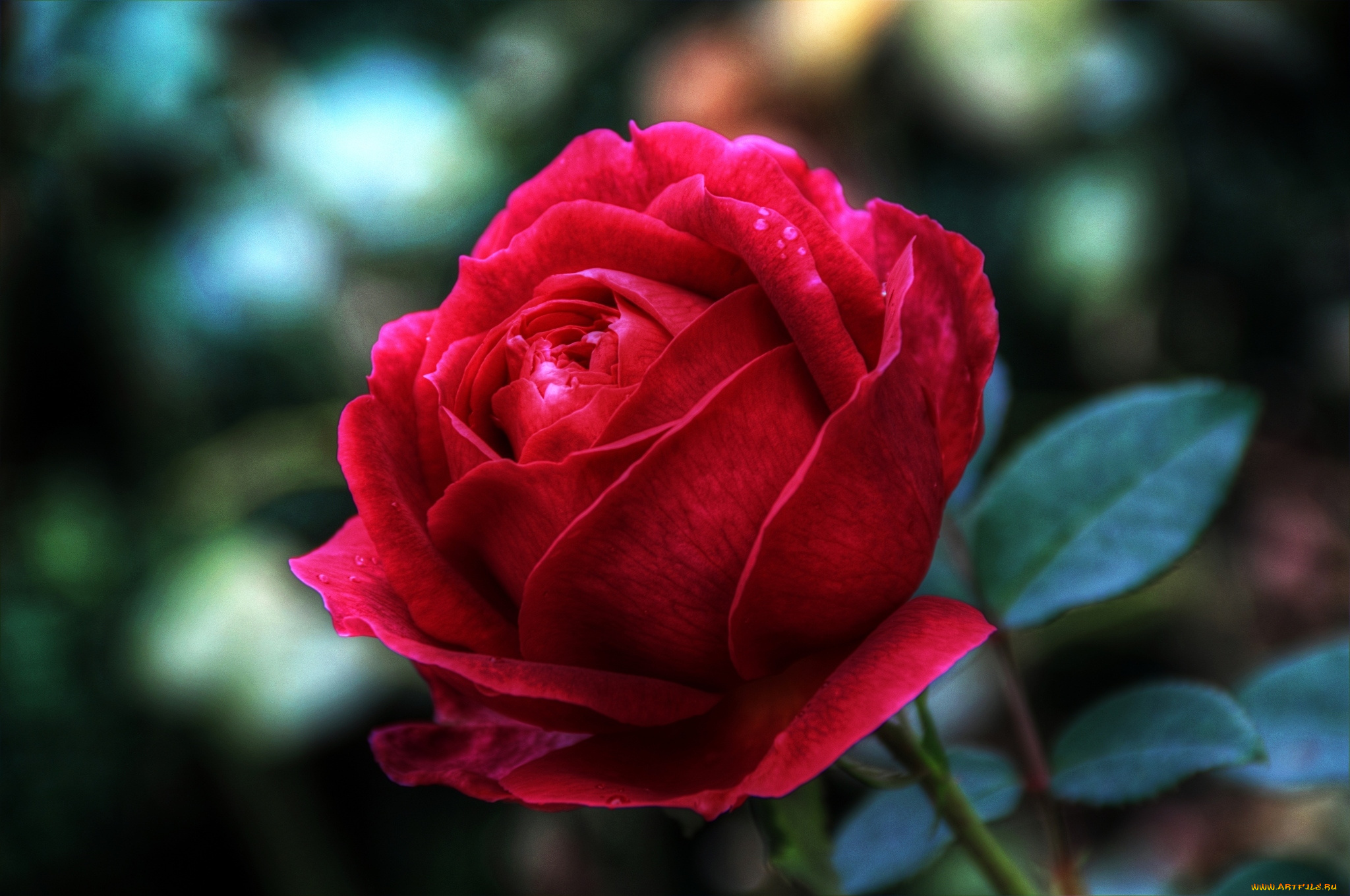 цветы, розы, красный