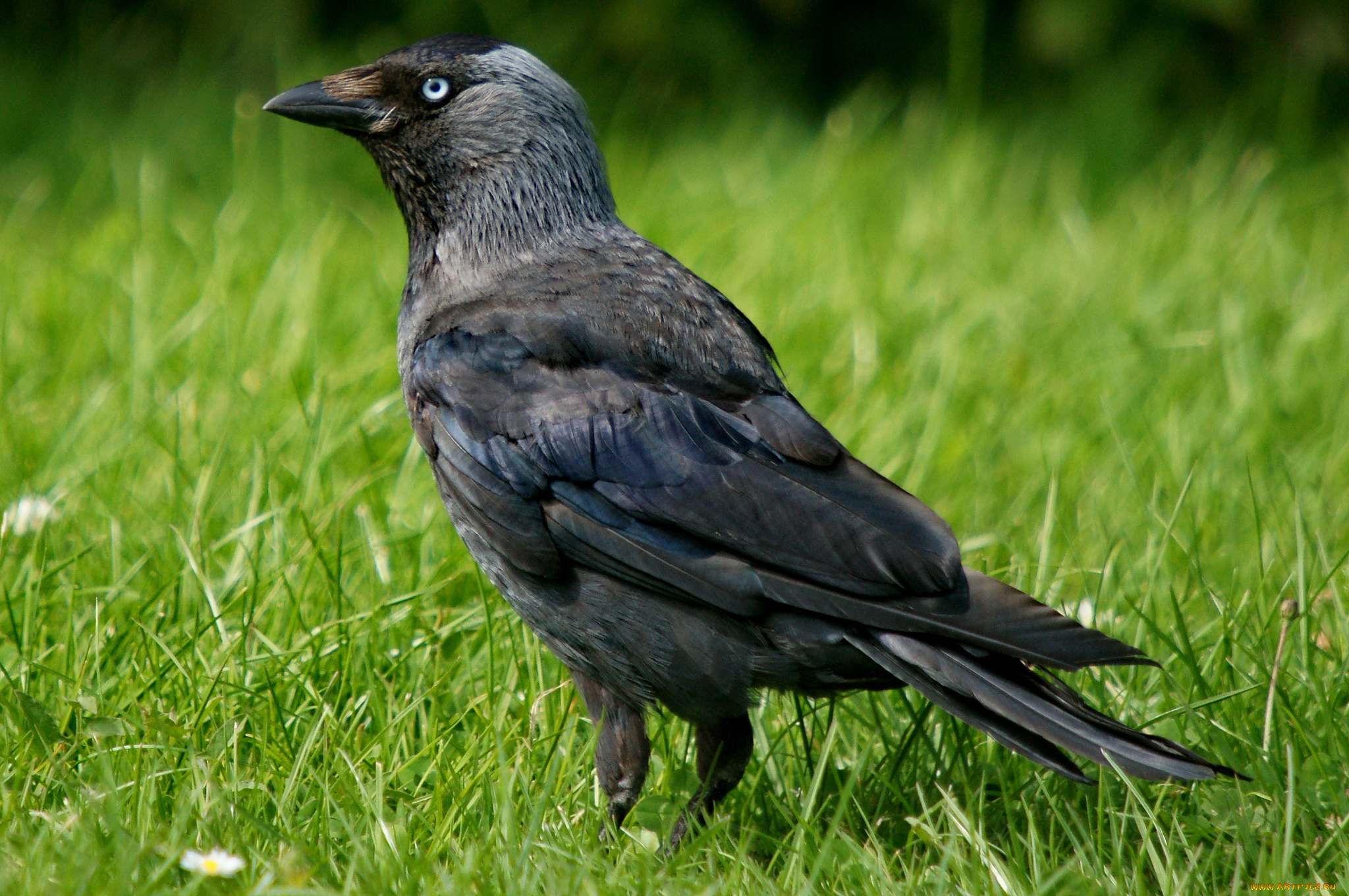 животные, вороны, , грачи, , галки, трава, луг, галка