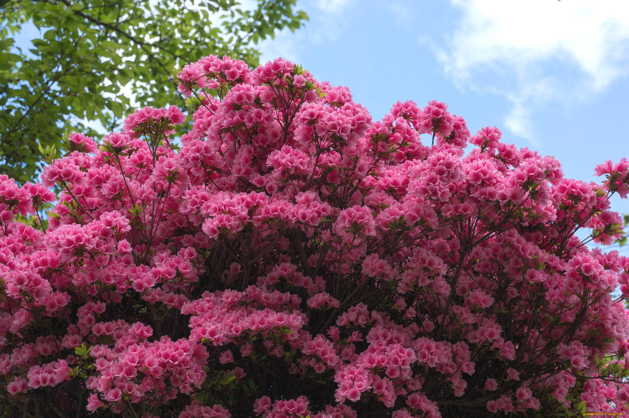 цветы, рододендроны, , азалии, куст