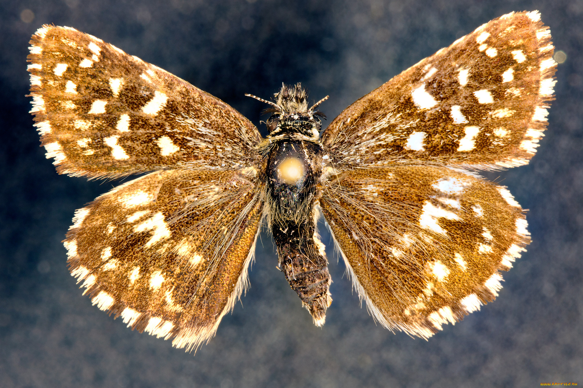 животные, бабочки, бабочка