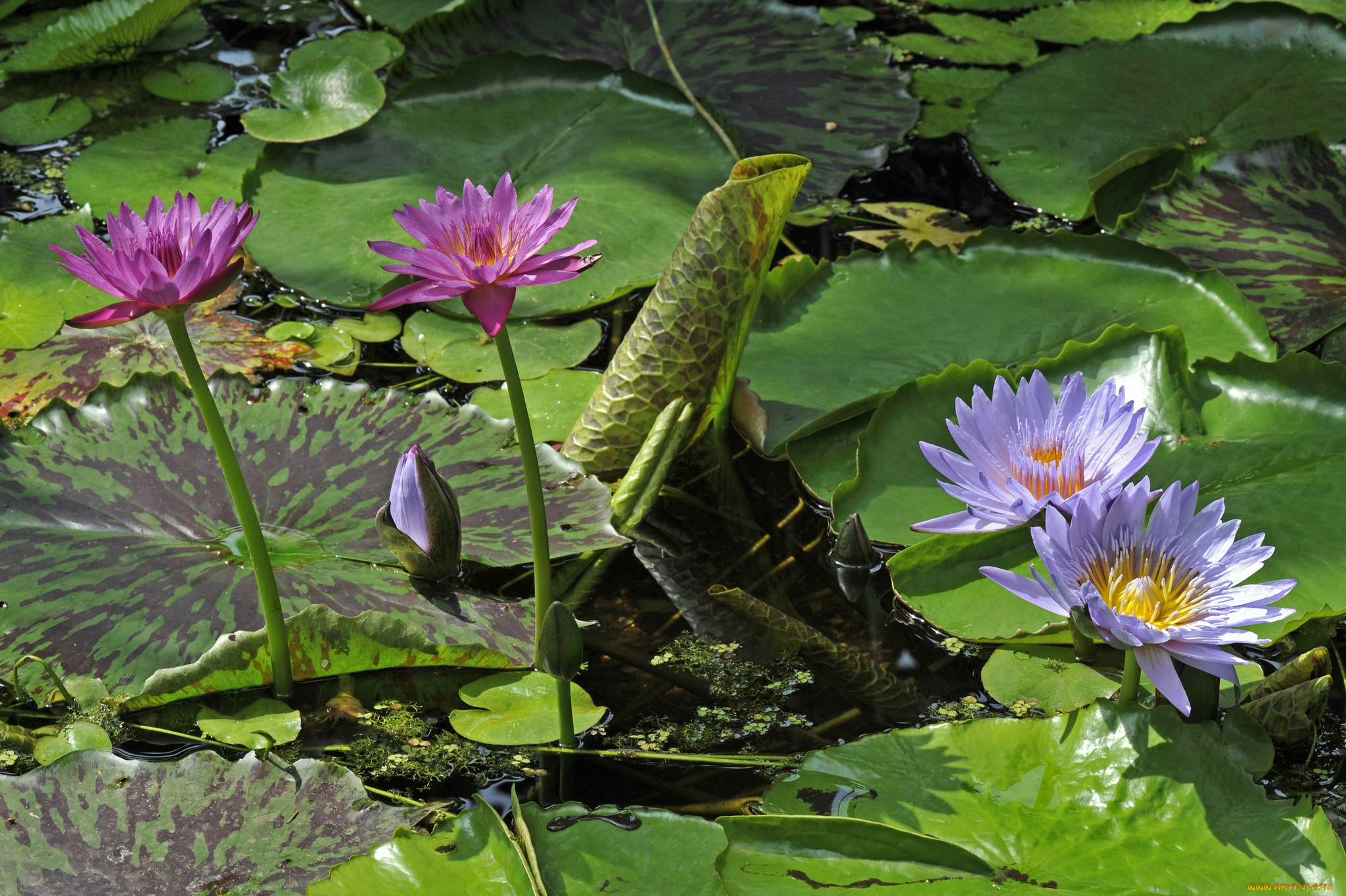 цветы, лилии, , лилейники, листья
